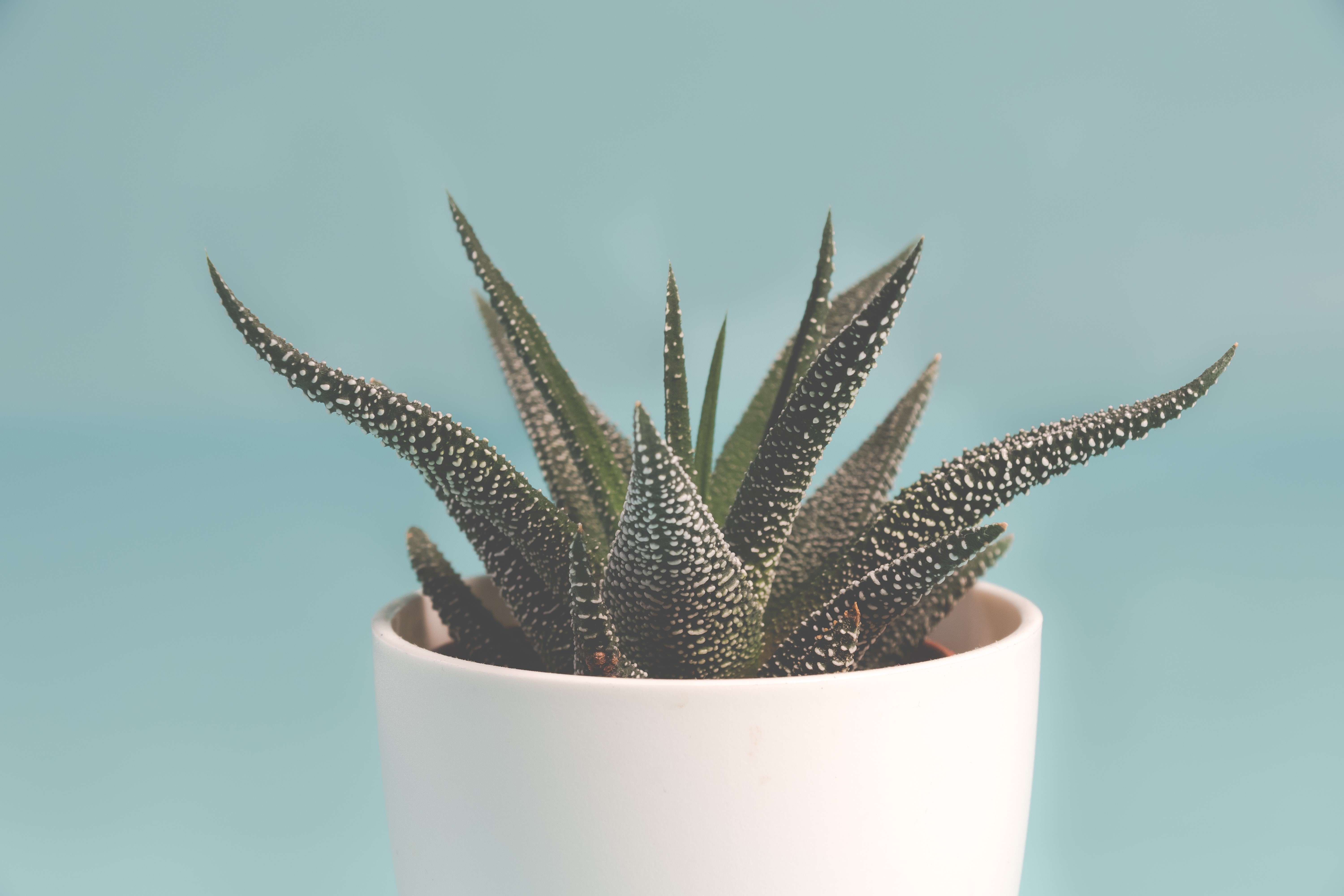 Succulent plant in a white pot HD Wallpaper