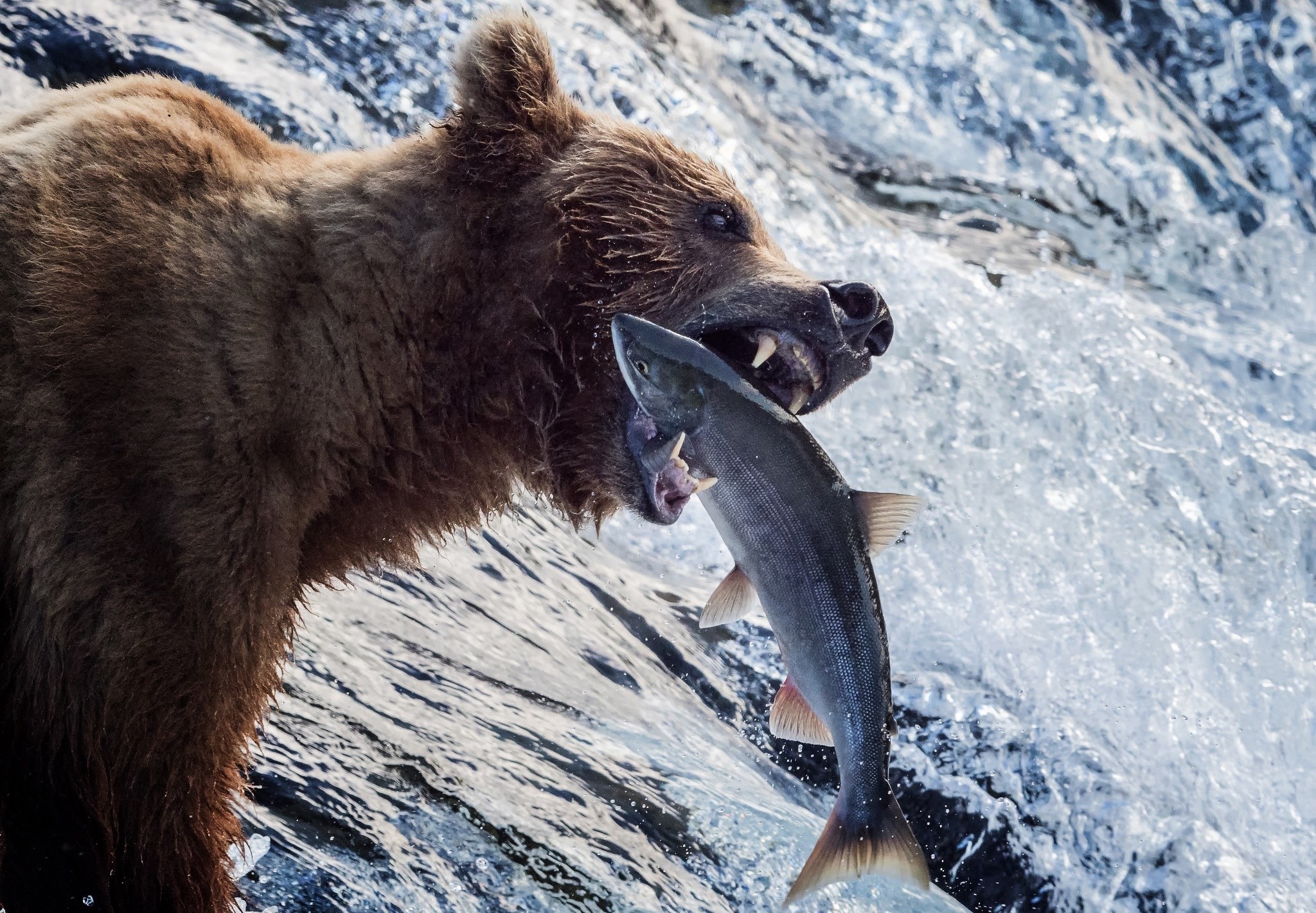 A brown bear catches a salmon in a river HD Wallpaper