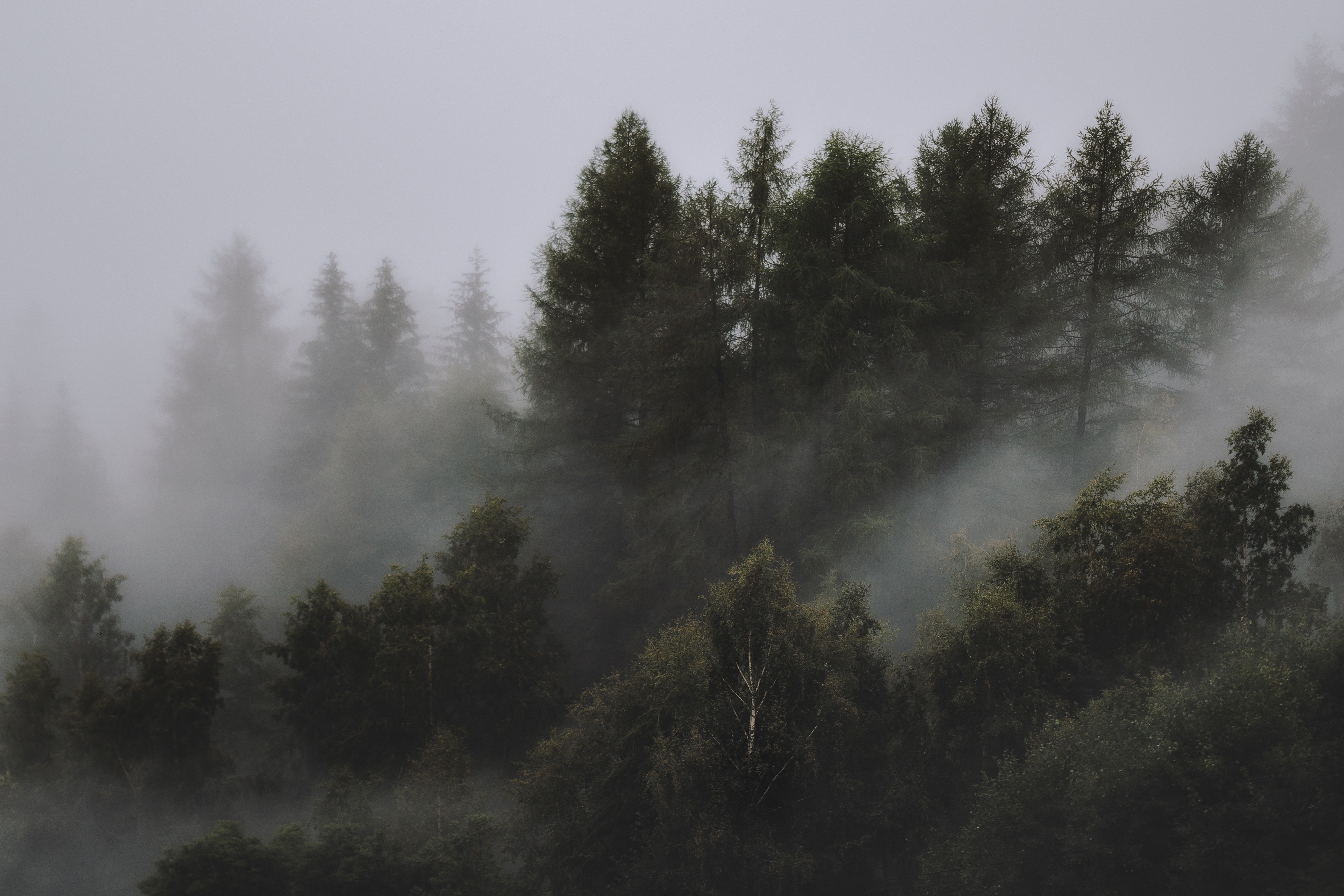 Forest landscape with mist and pine trees HD Wallpaper