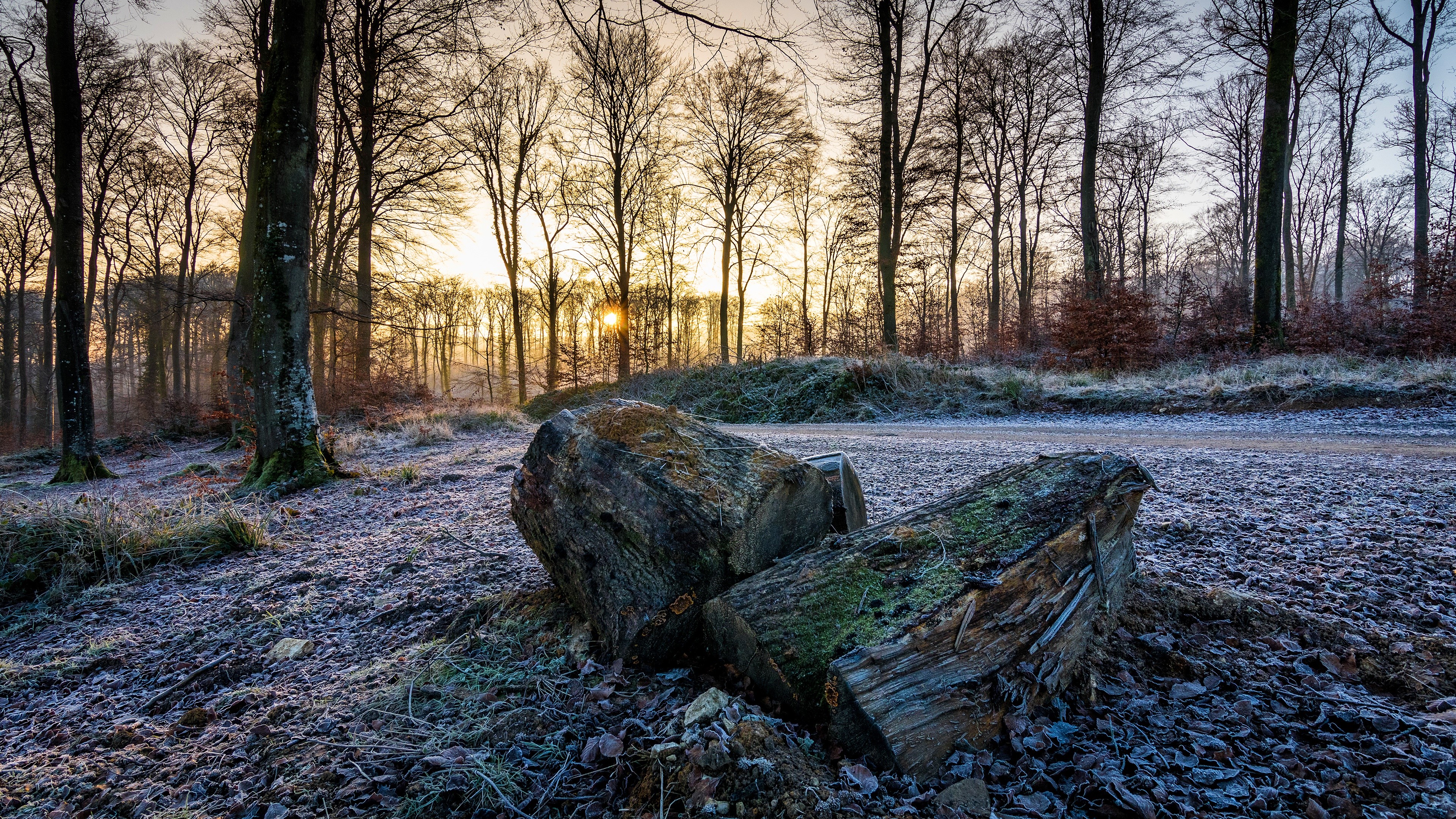 4K Winter Forest Landscape with Fallen Logs HD Wallpaper