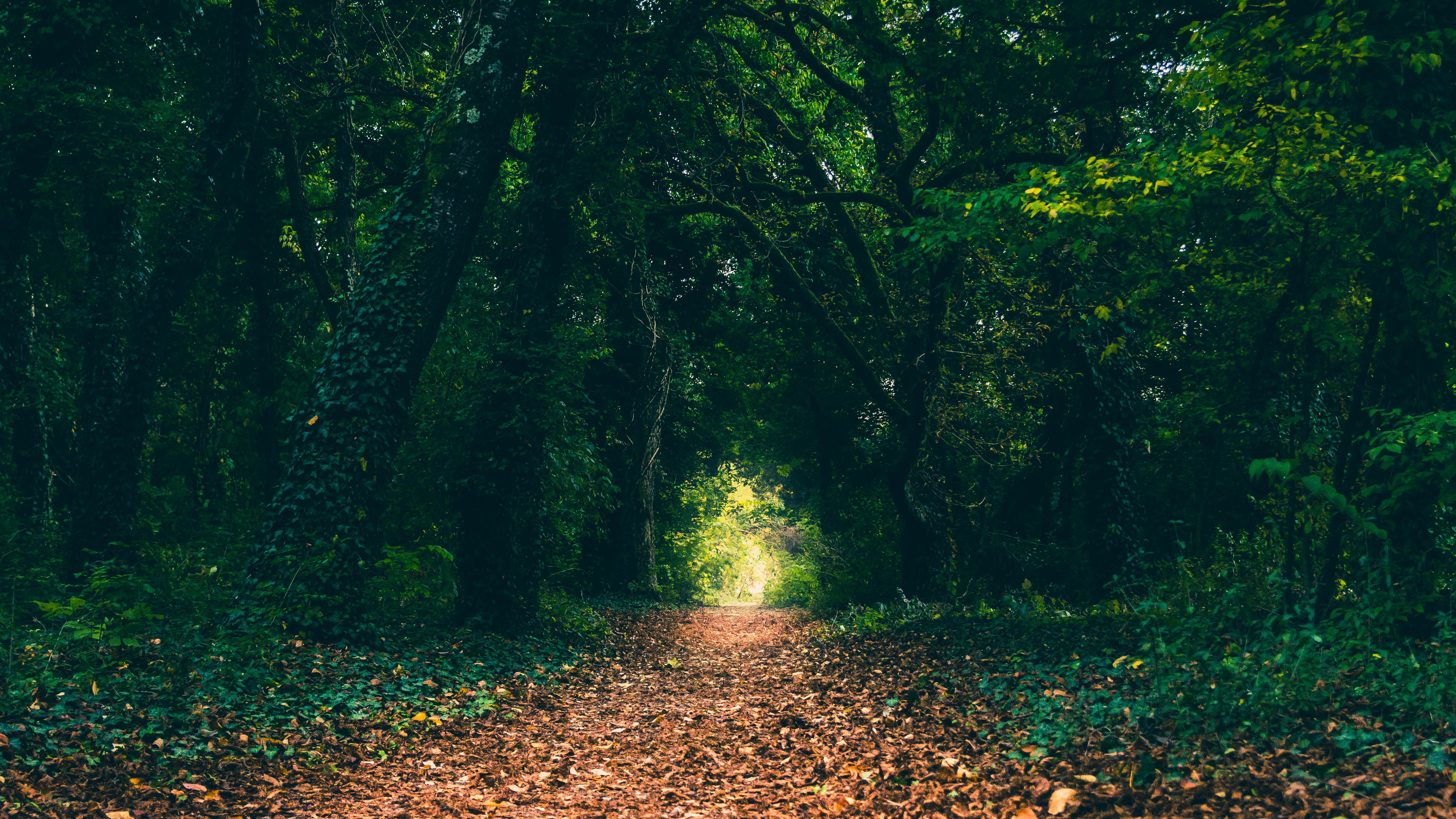 4K forest path with fallen leaves HD Wallpaper