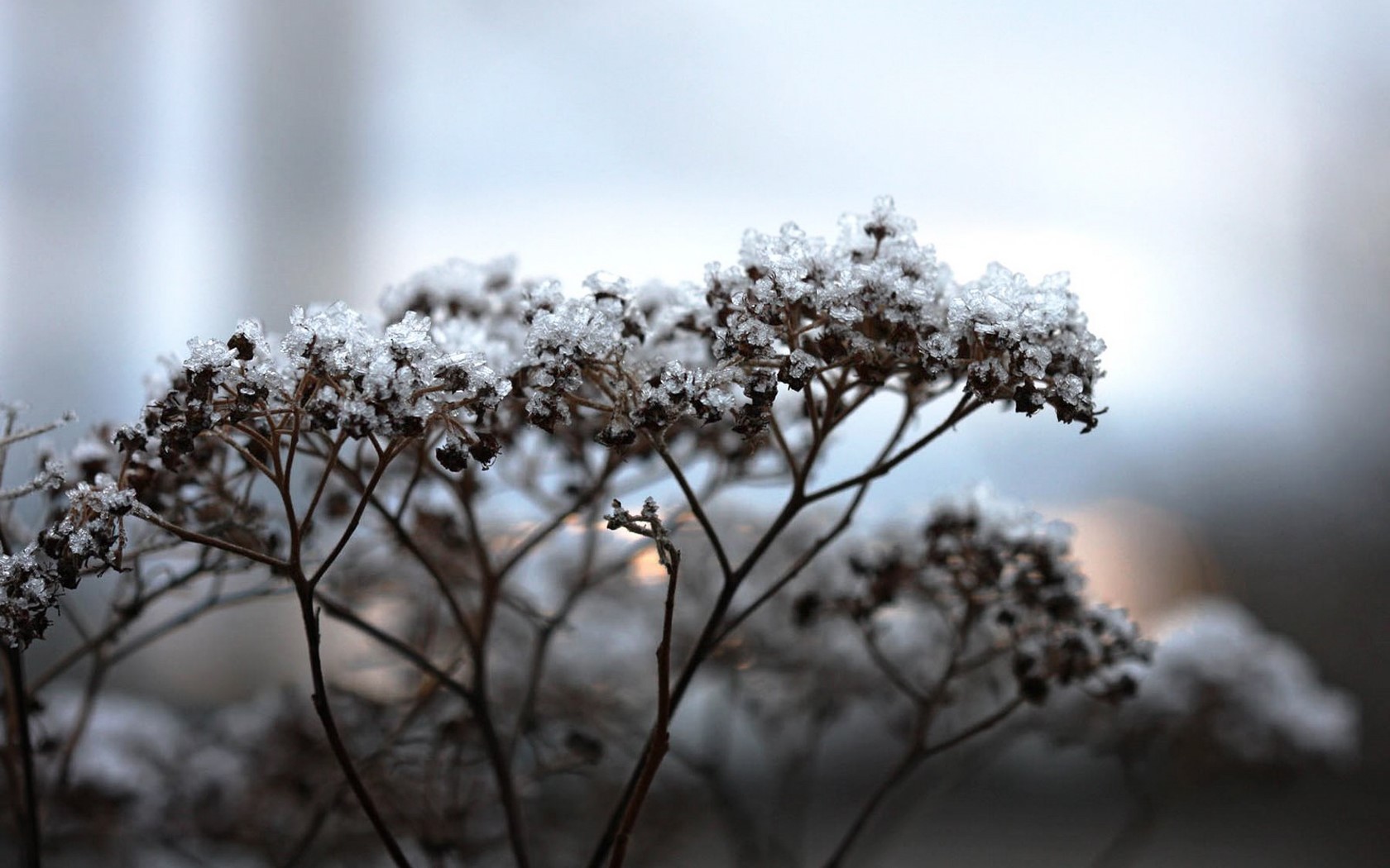 Close-up of frost-covered dried plants in winter HD Wallpaper
