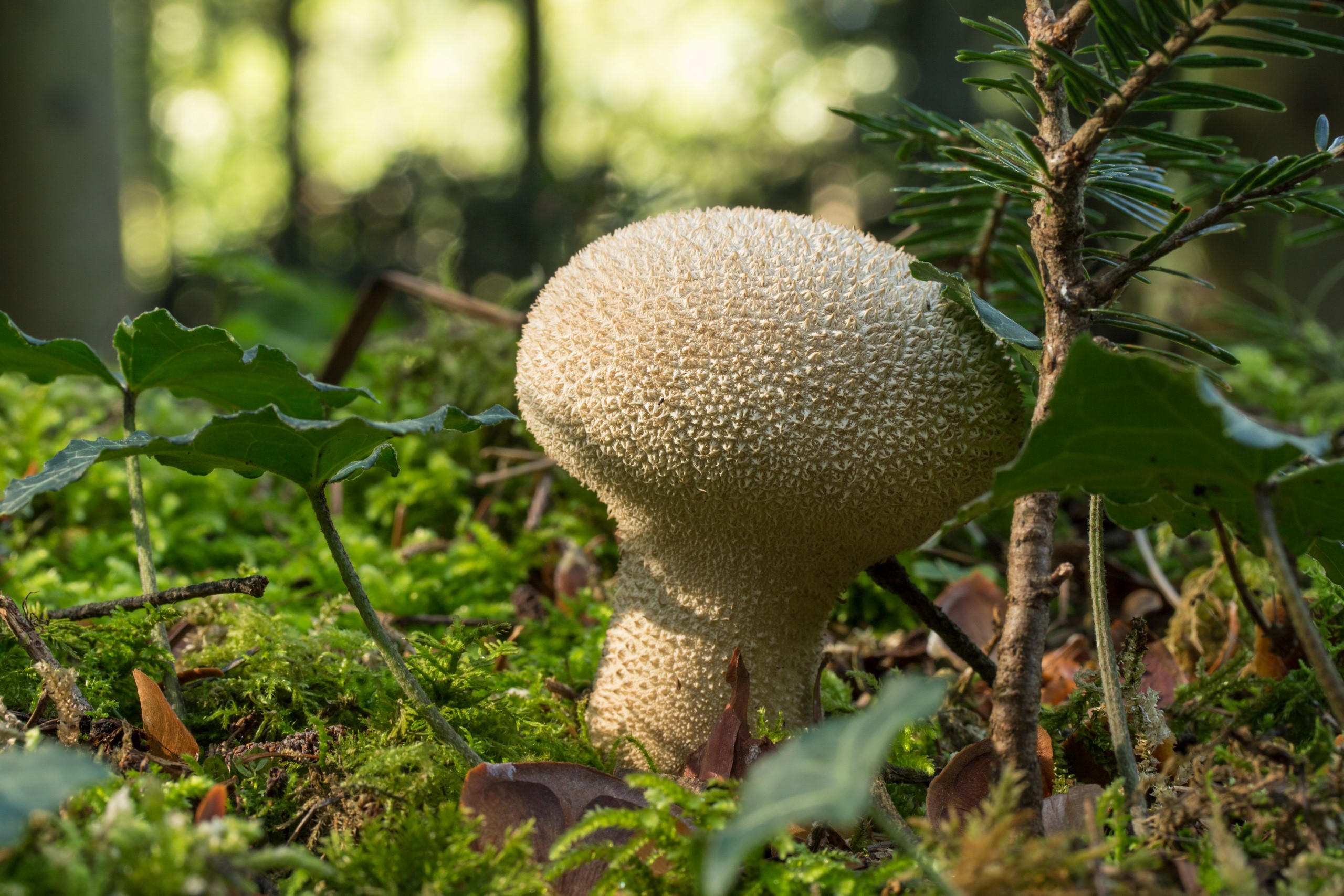 Puffball mushroom in a mossy forest HD Wallpaper