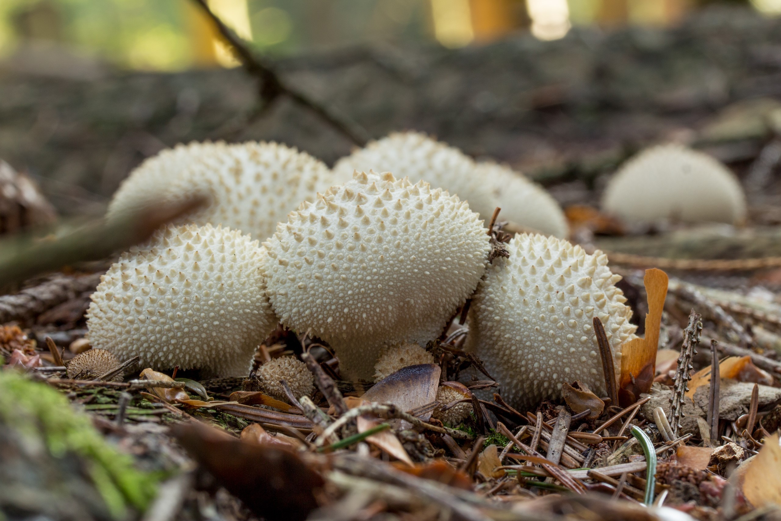 Puffball mushrooms on a forest floor HD Wallpaper
