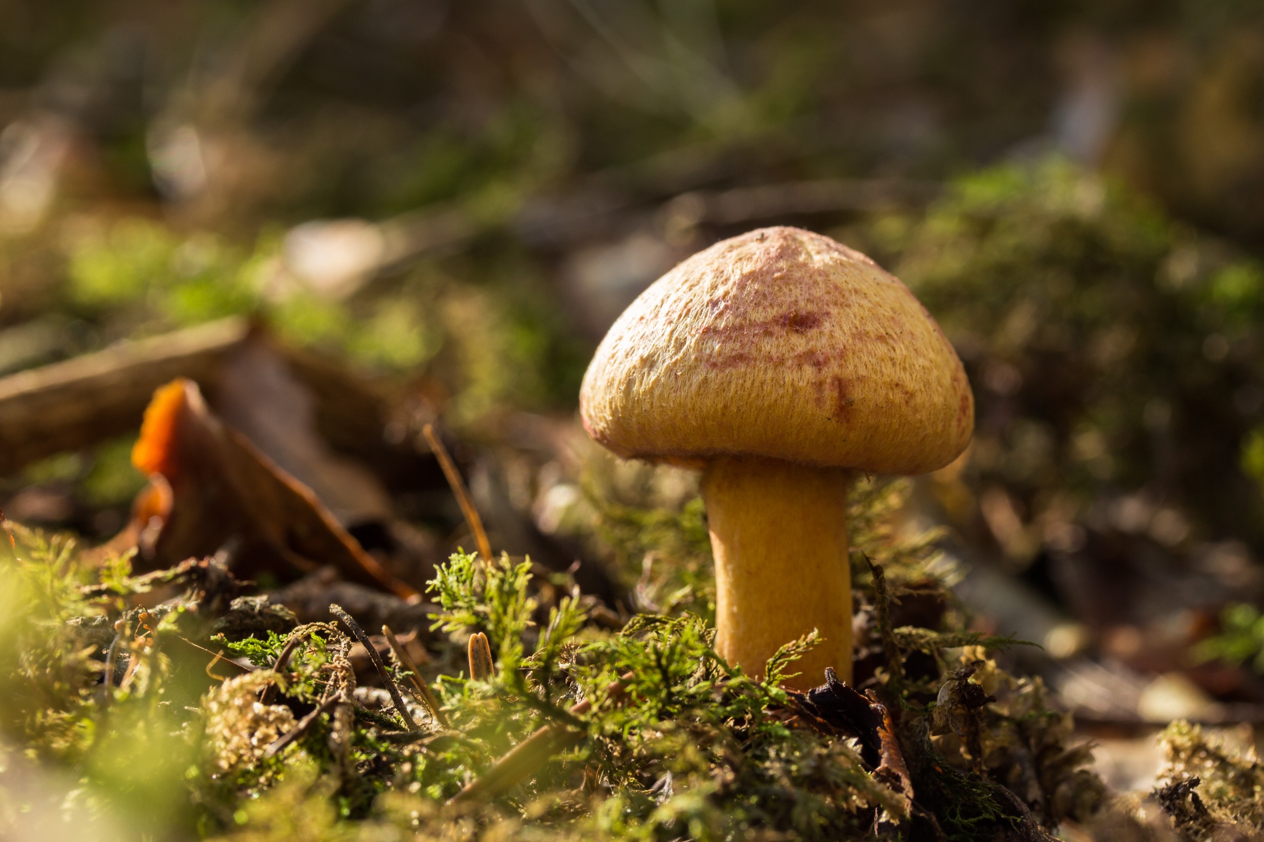 Mushroom growing in mossy forest floor HD Wallpaper