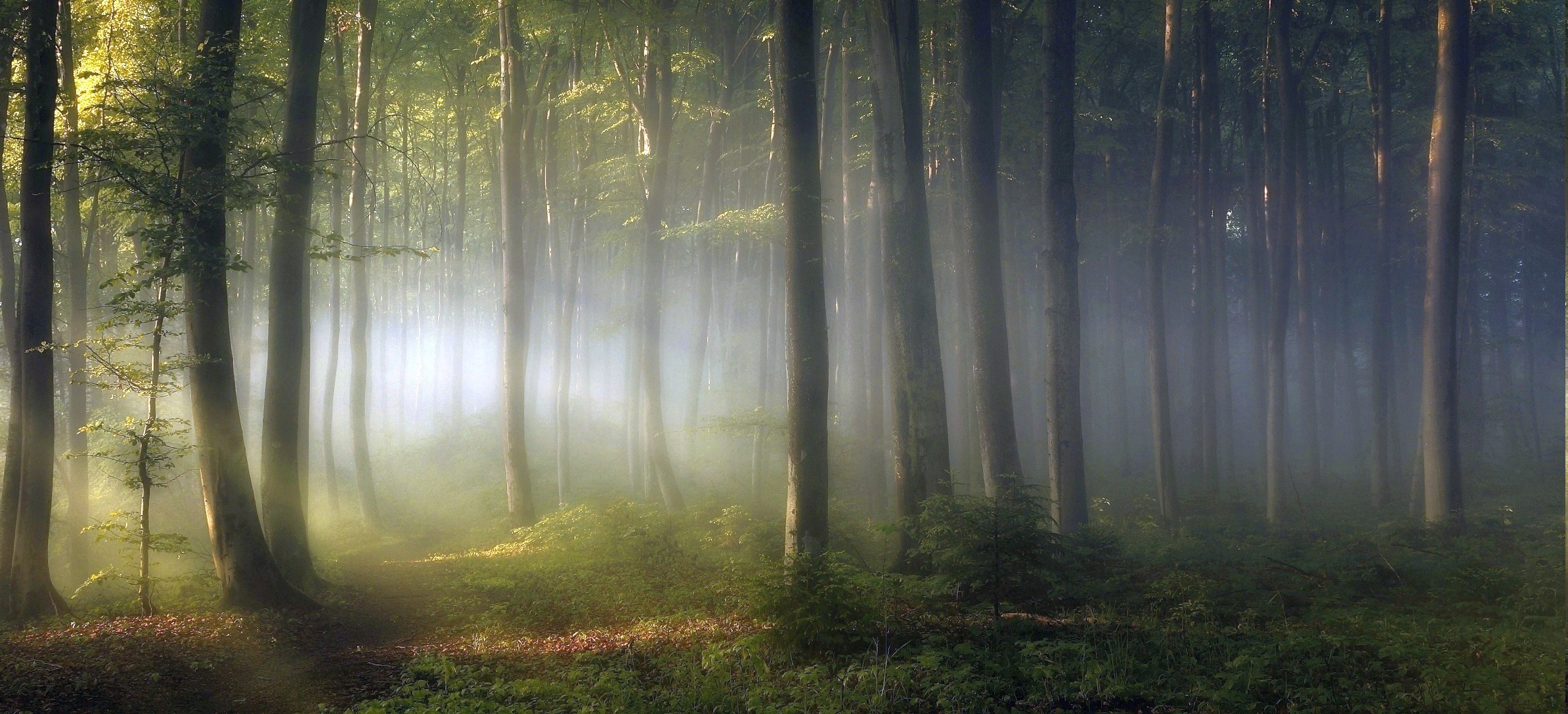 Misty forest with sun rays filtering through trees HD Wallpaper