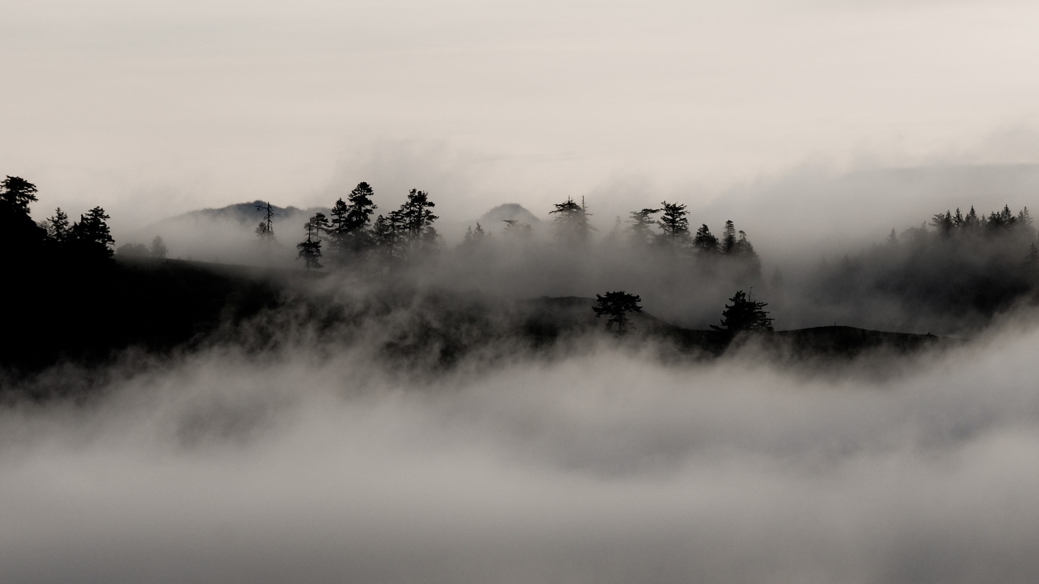 Misty forest landscape with silhouetted trees and hills HD Wallpaper