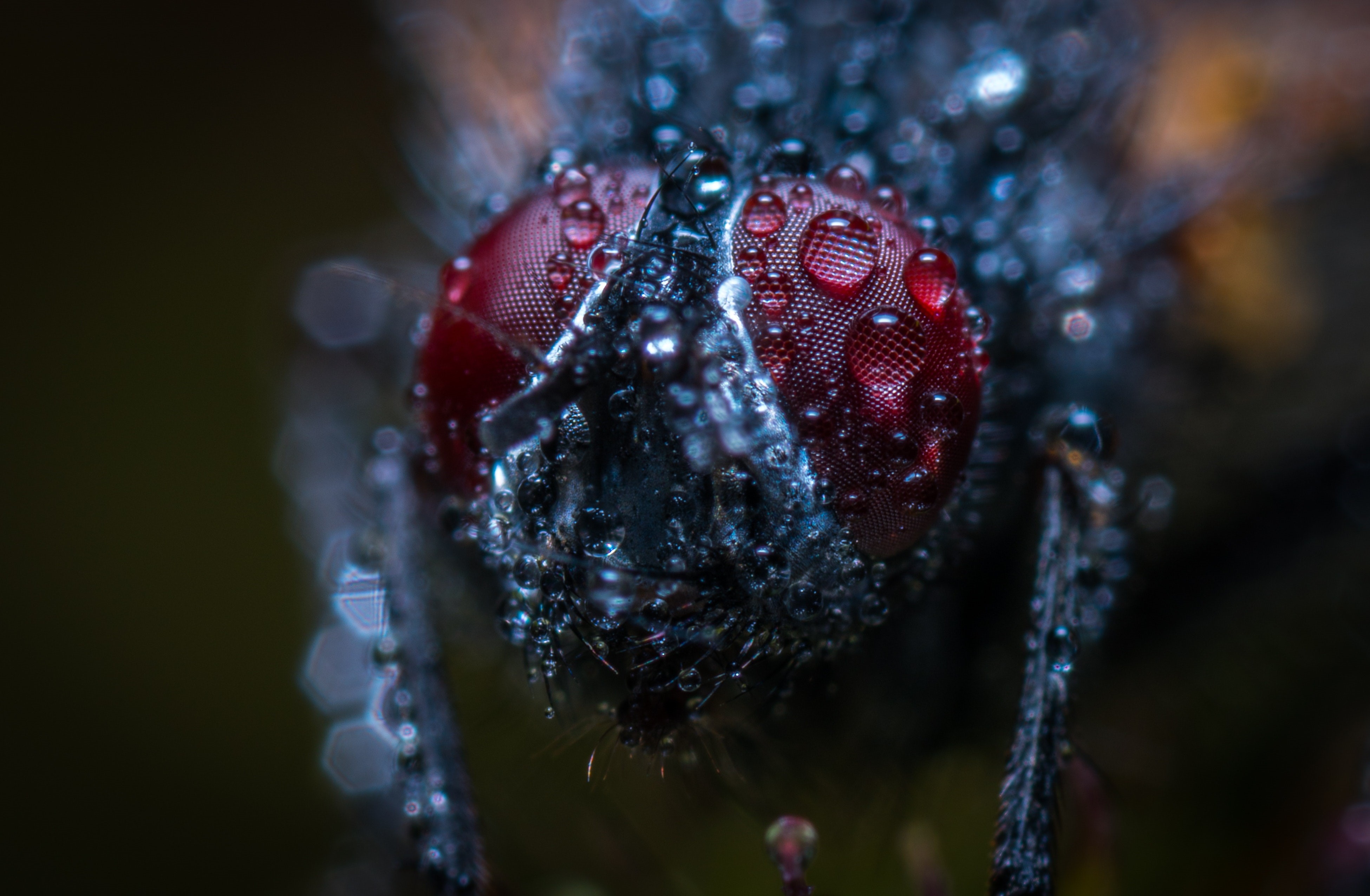 Macro shot of a fly with water drops HD Wallpaper