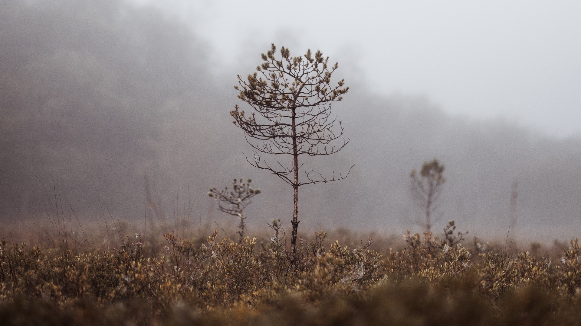 Misty swamp with sparse trees and dry vegetation HD Wallpaper