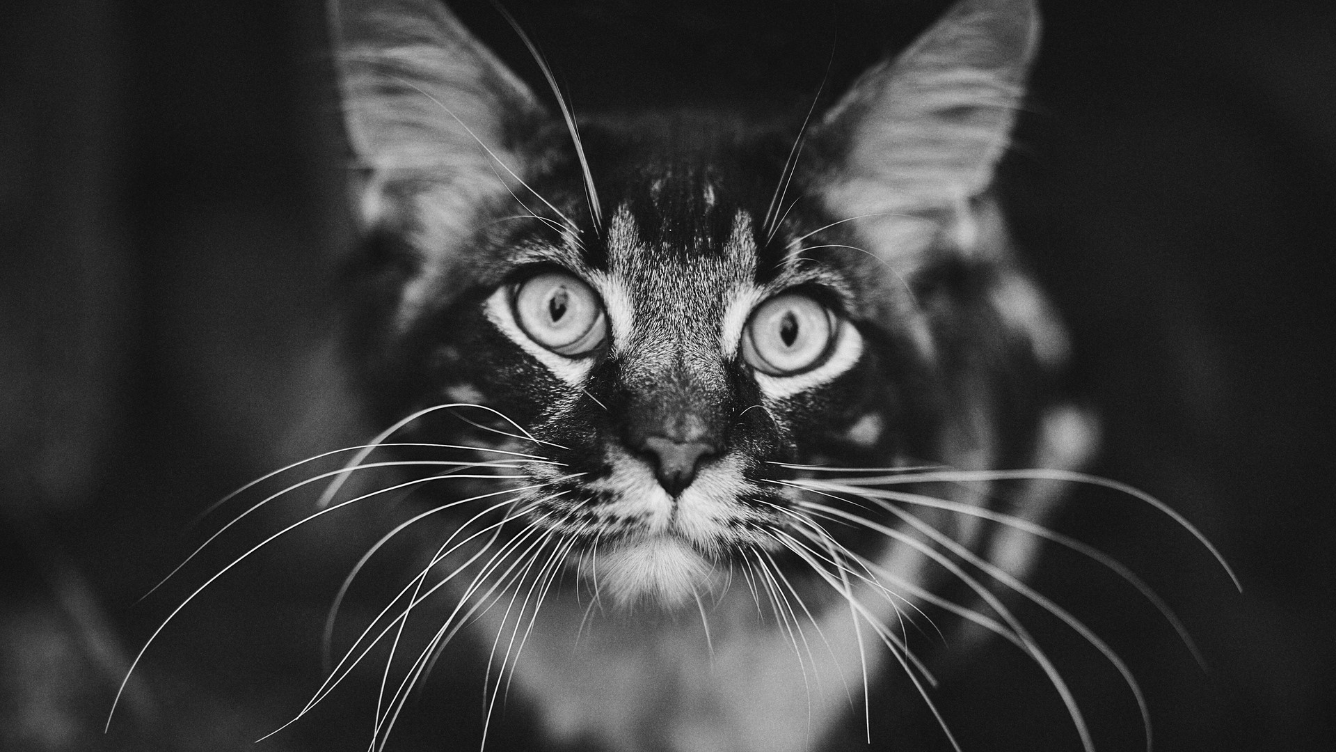 Close-up monochrome portrait of a cat HD Wallpaper