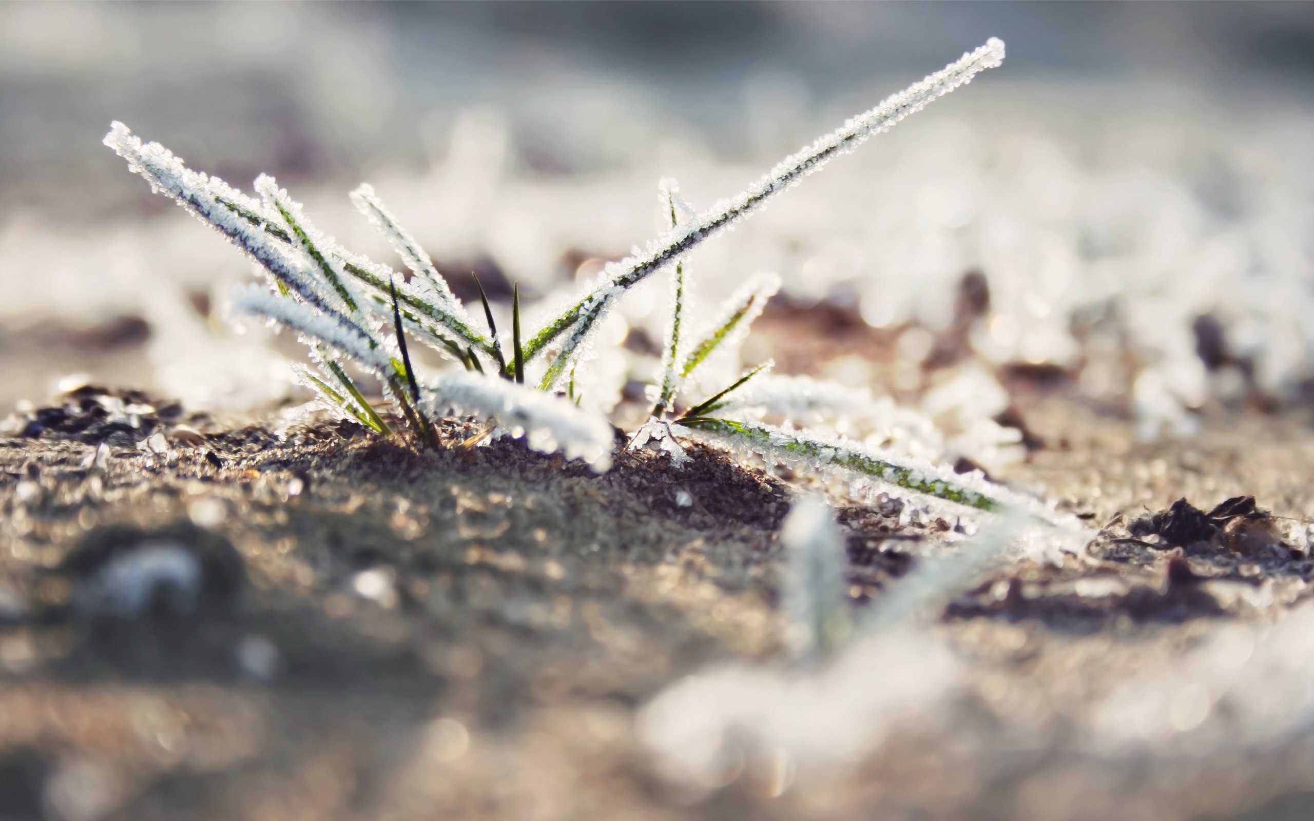 Macro shot of frosted grass in sunlight HD Wallpaper