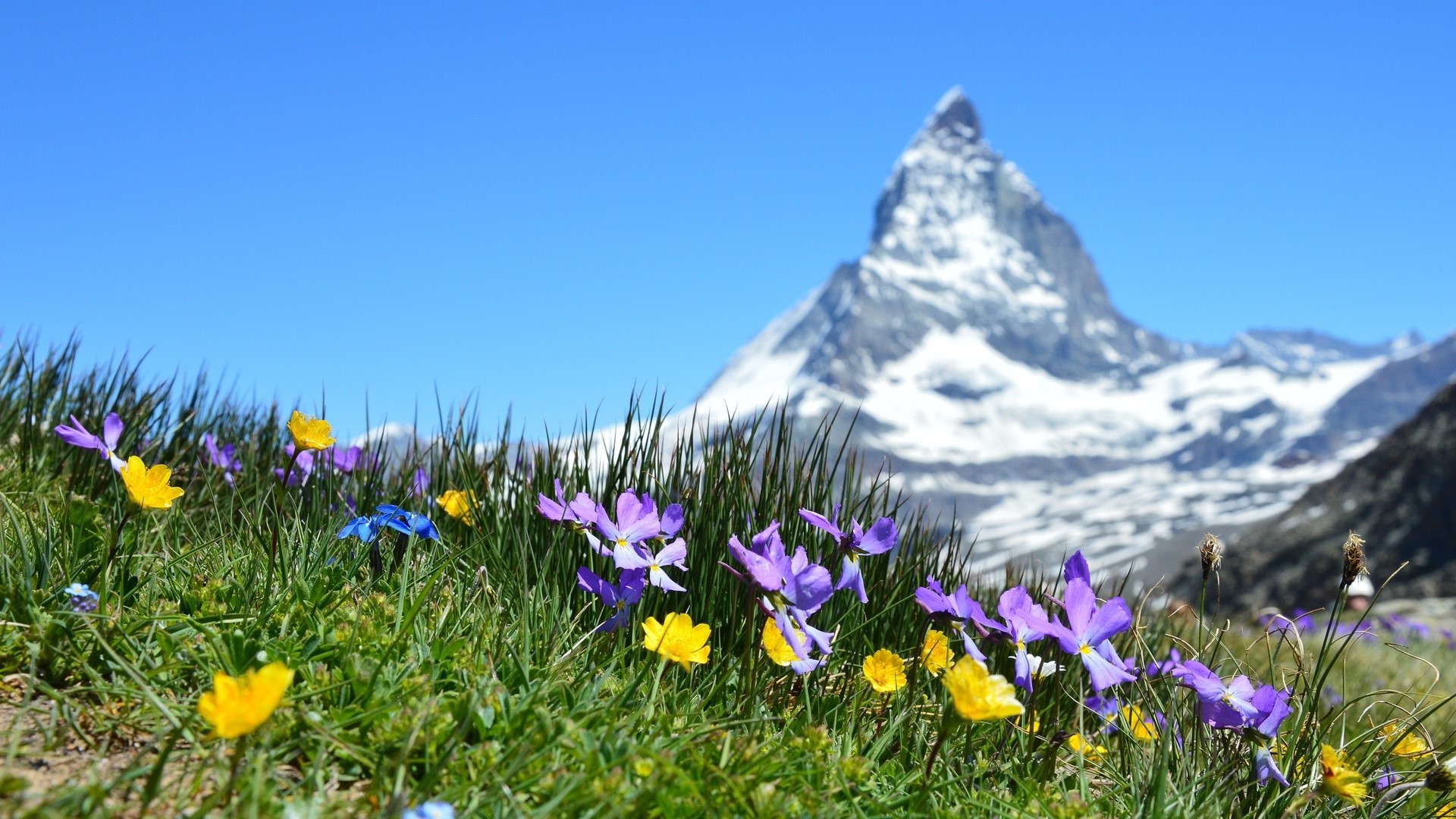 Wildflowers in front of the Matterhorn mountain in Switzerland HD Wallpaper