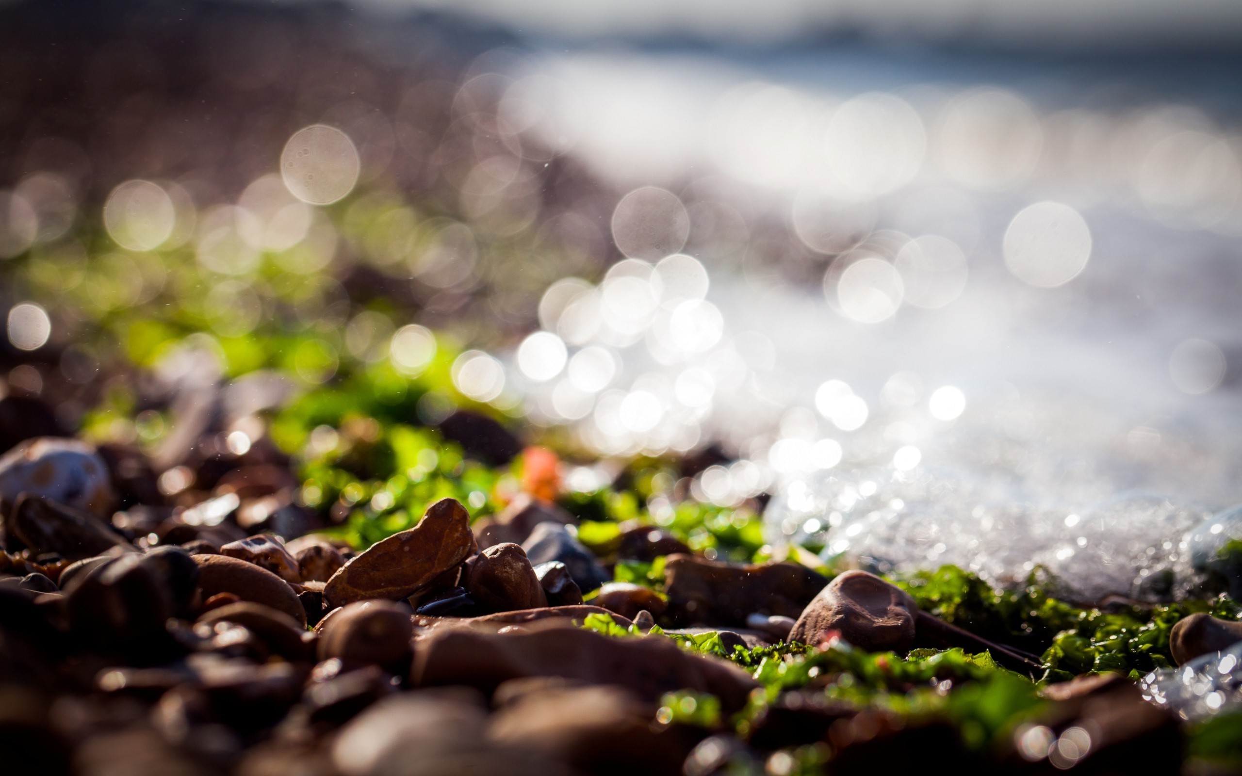 Close-up of pebbles and green seaweed on a beach HD Wallpaper