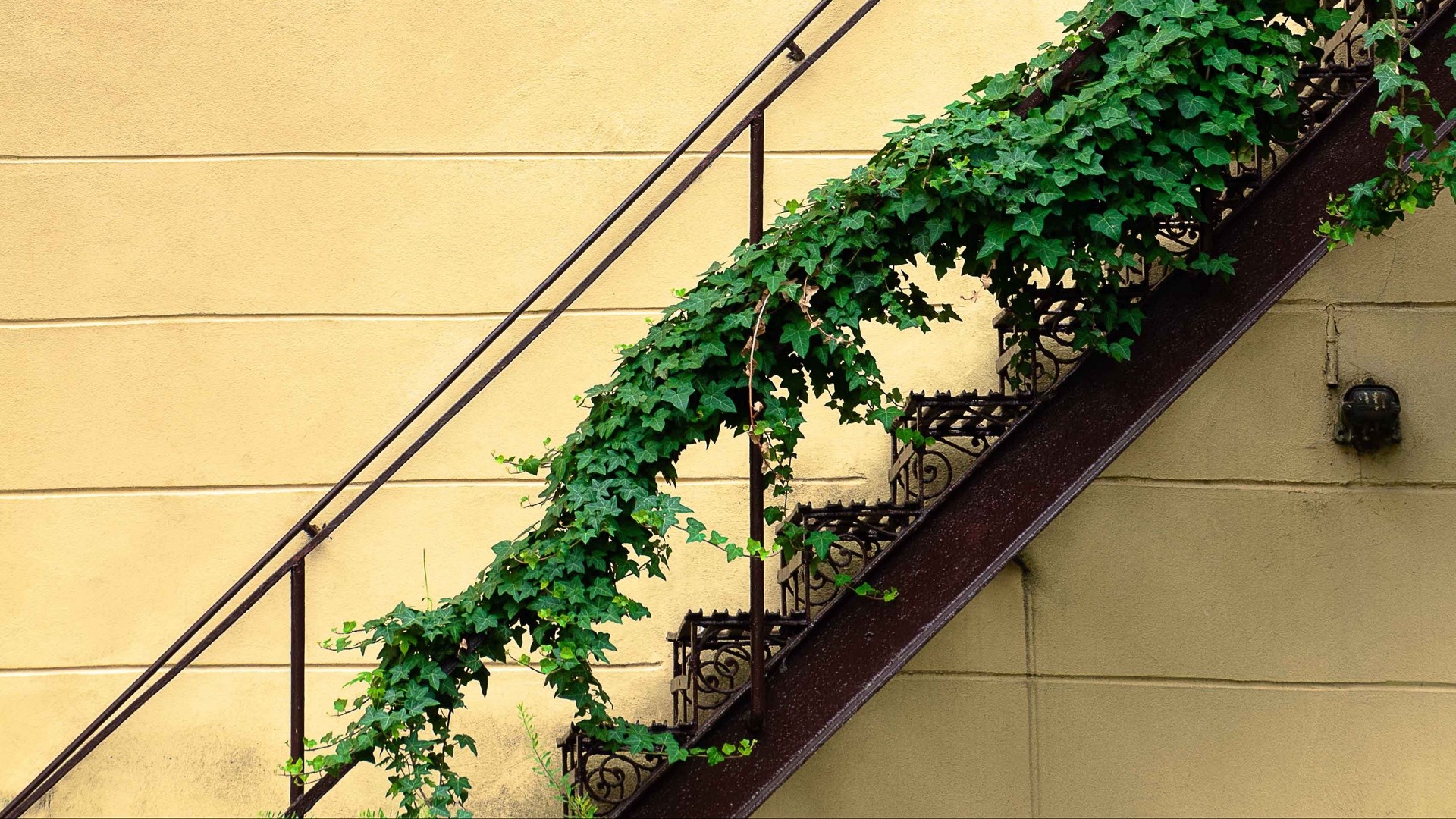 Ivy-covered metal stairs on a beige wall HD Wallpaper