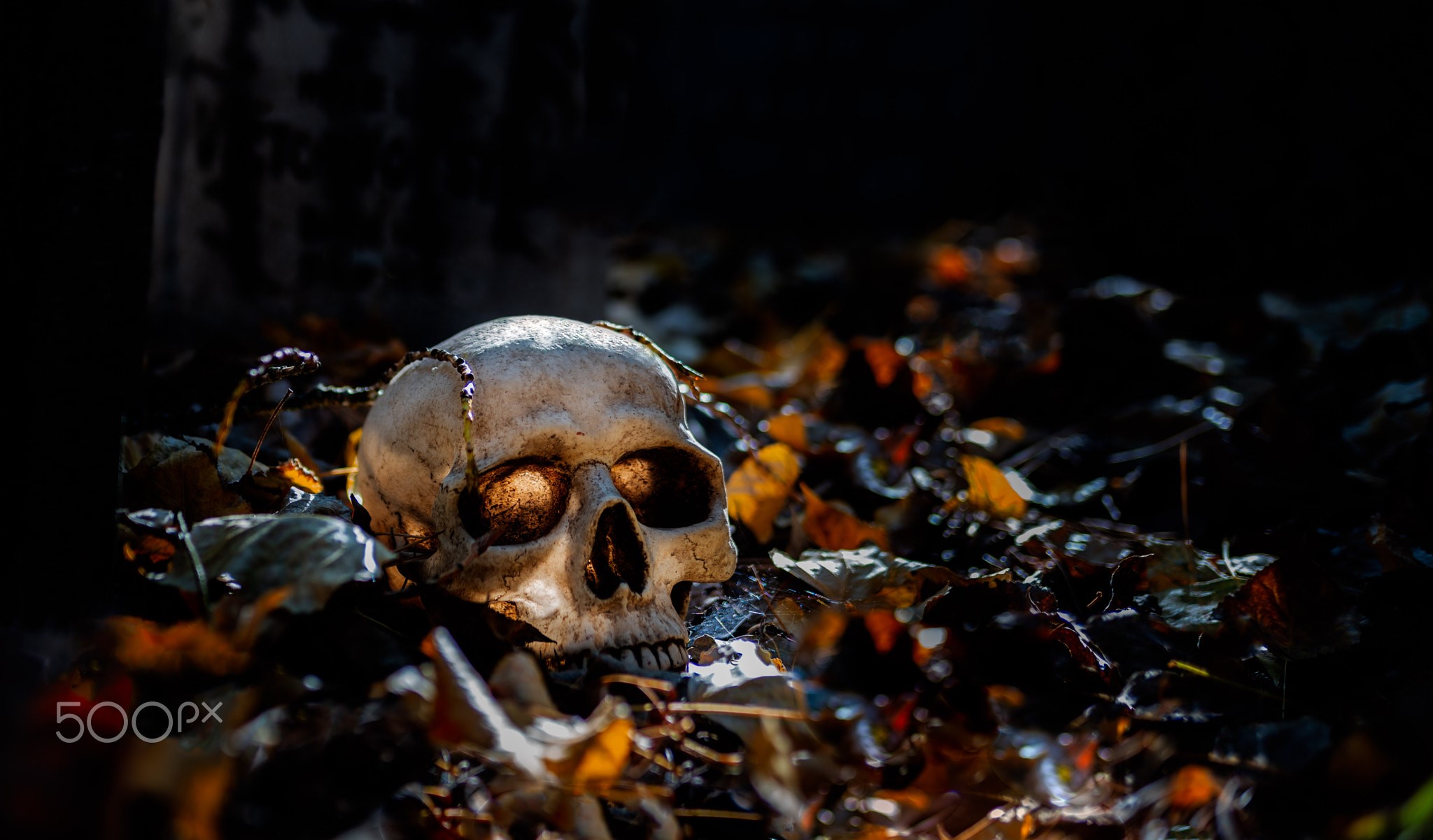 Skull in autumn leaves with dark background HD Wallpaper