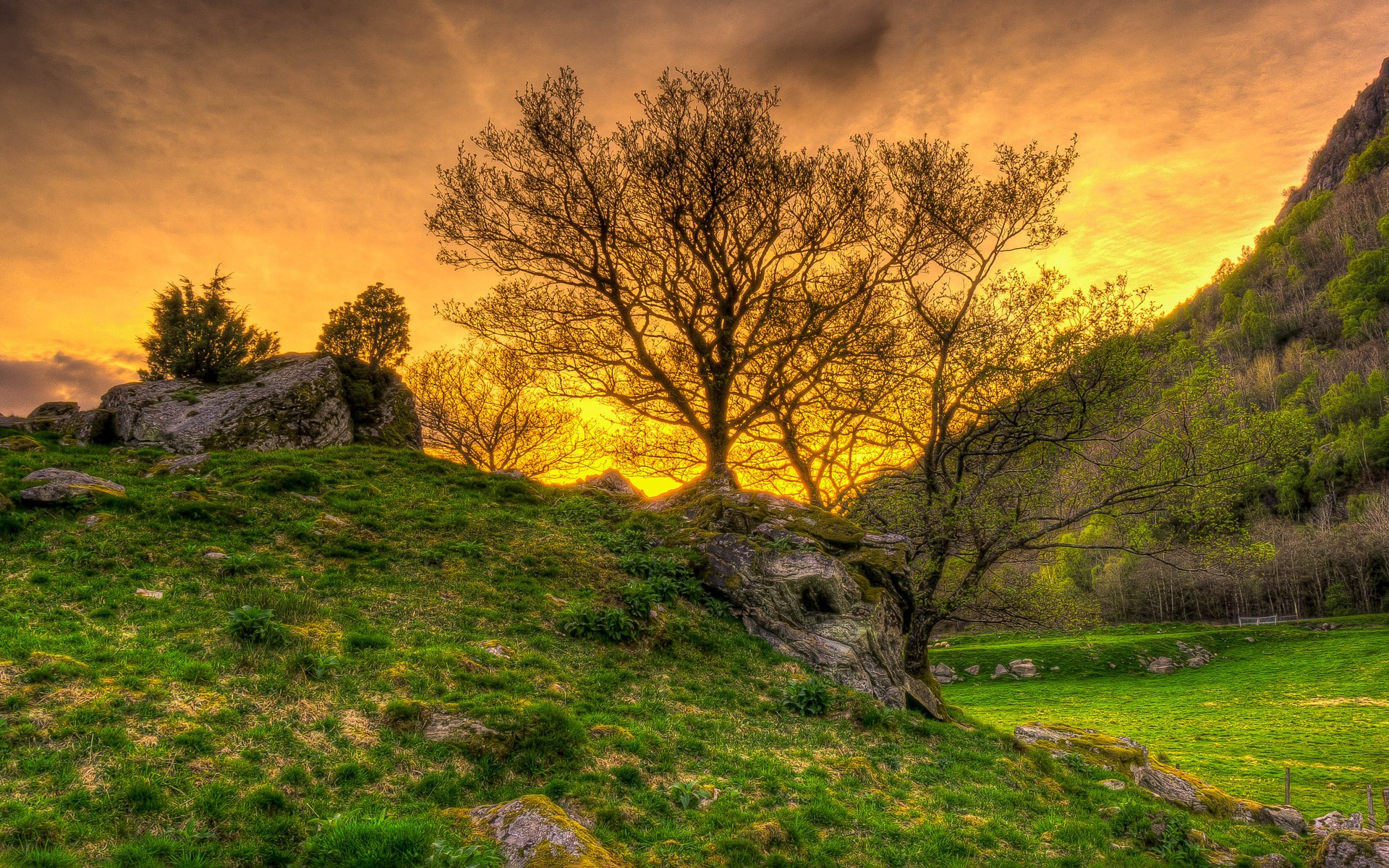 Trees on a grassy hill at sunset HD Wallpaper