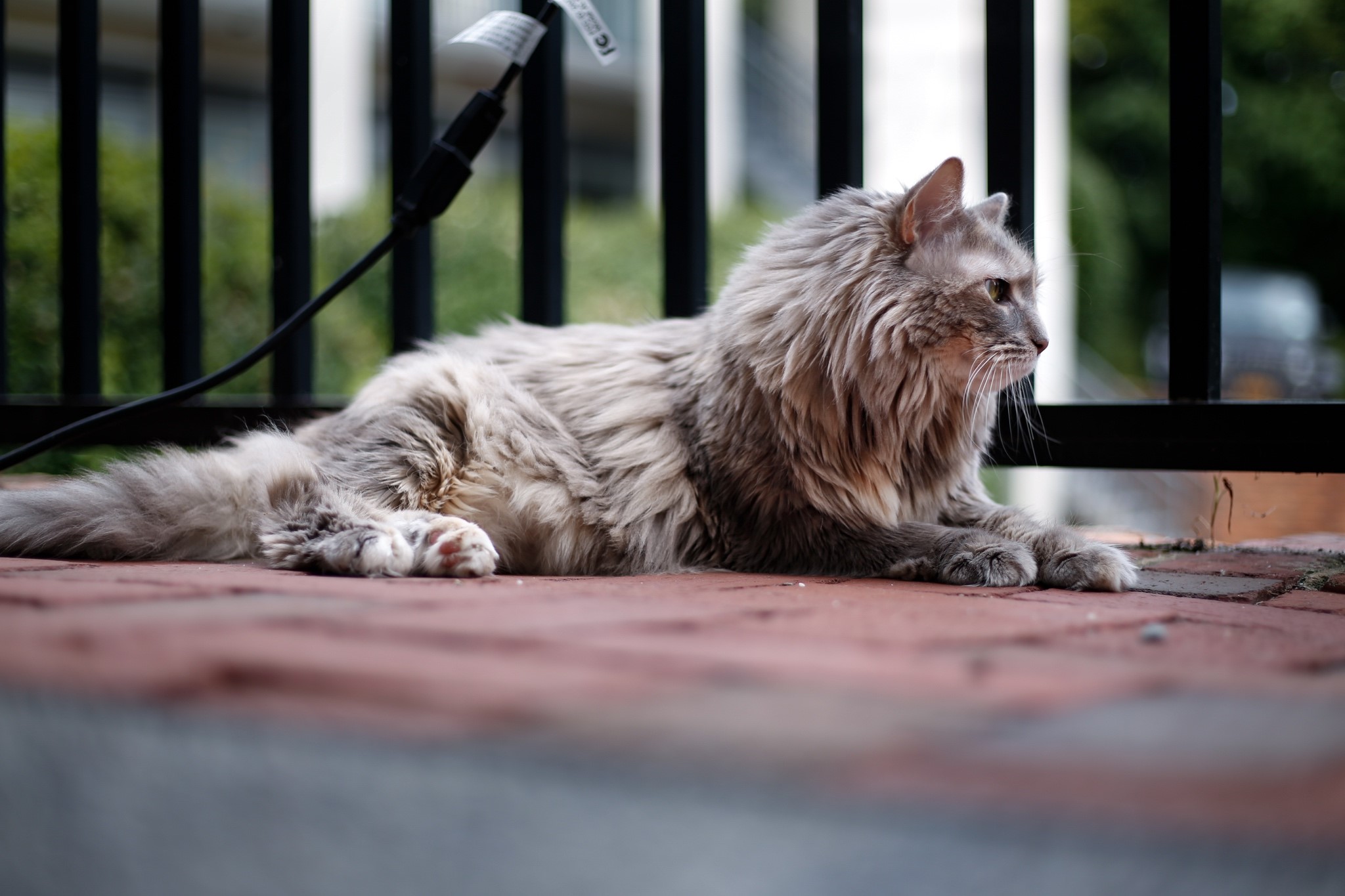 Fluffy gray cat lying on brick patio HD Wallpaper
