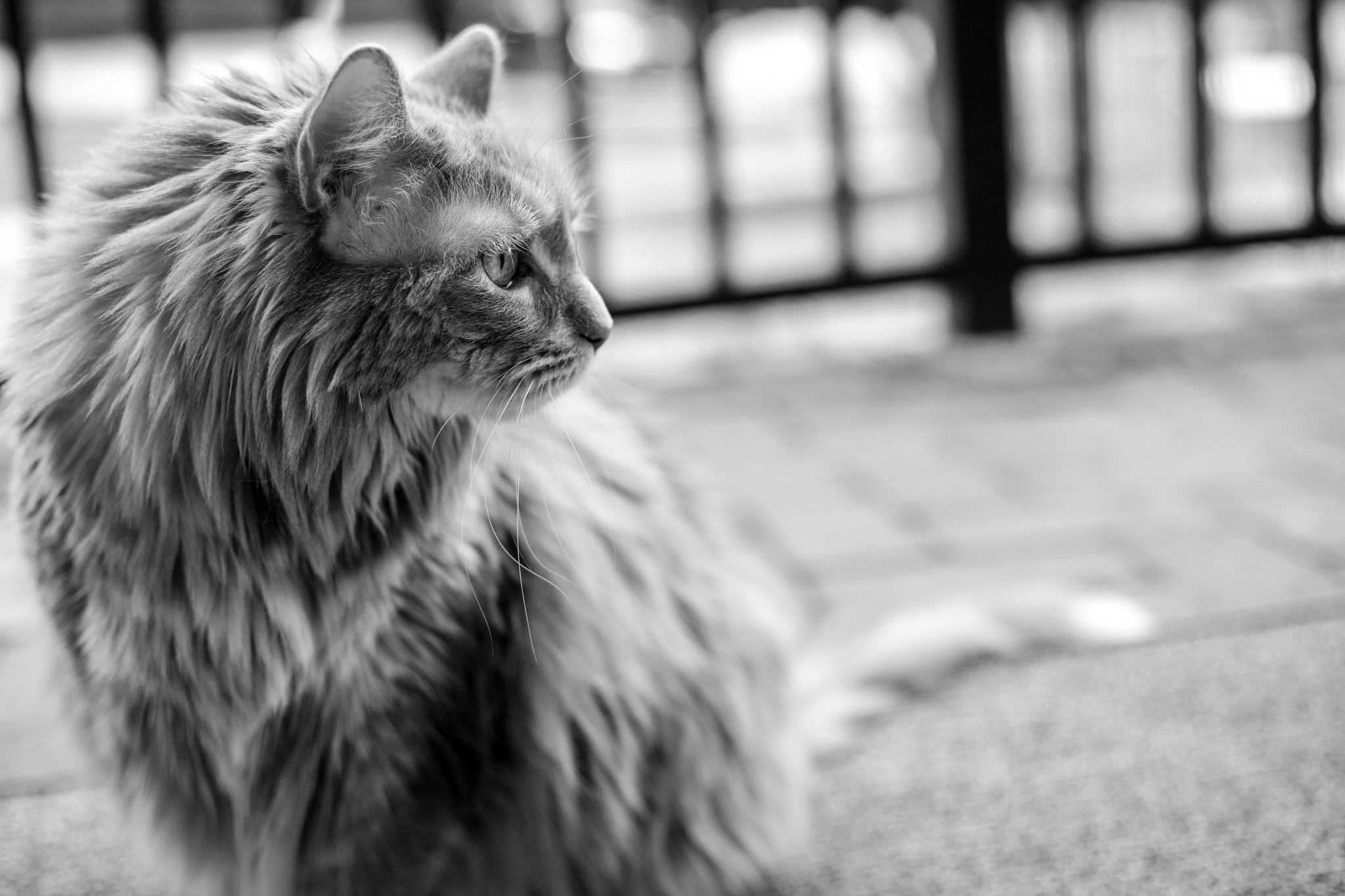 Monochrome photography of a fluffy cat HD Wallpaper