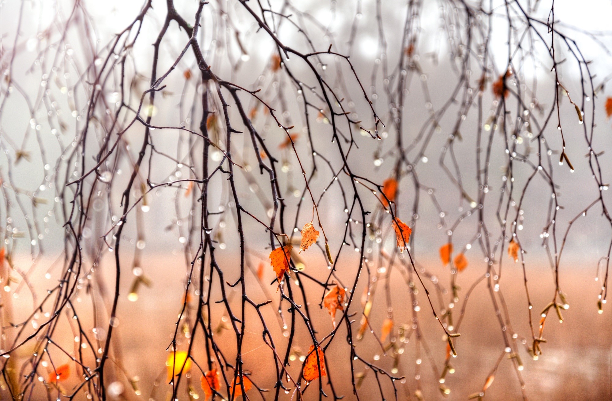Autumn branches with water drops and leaves HD Wallpaper