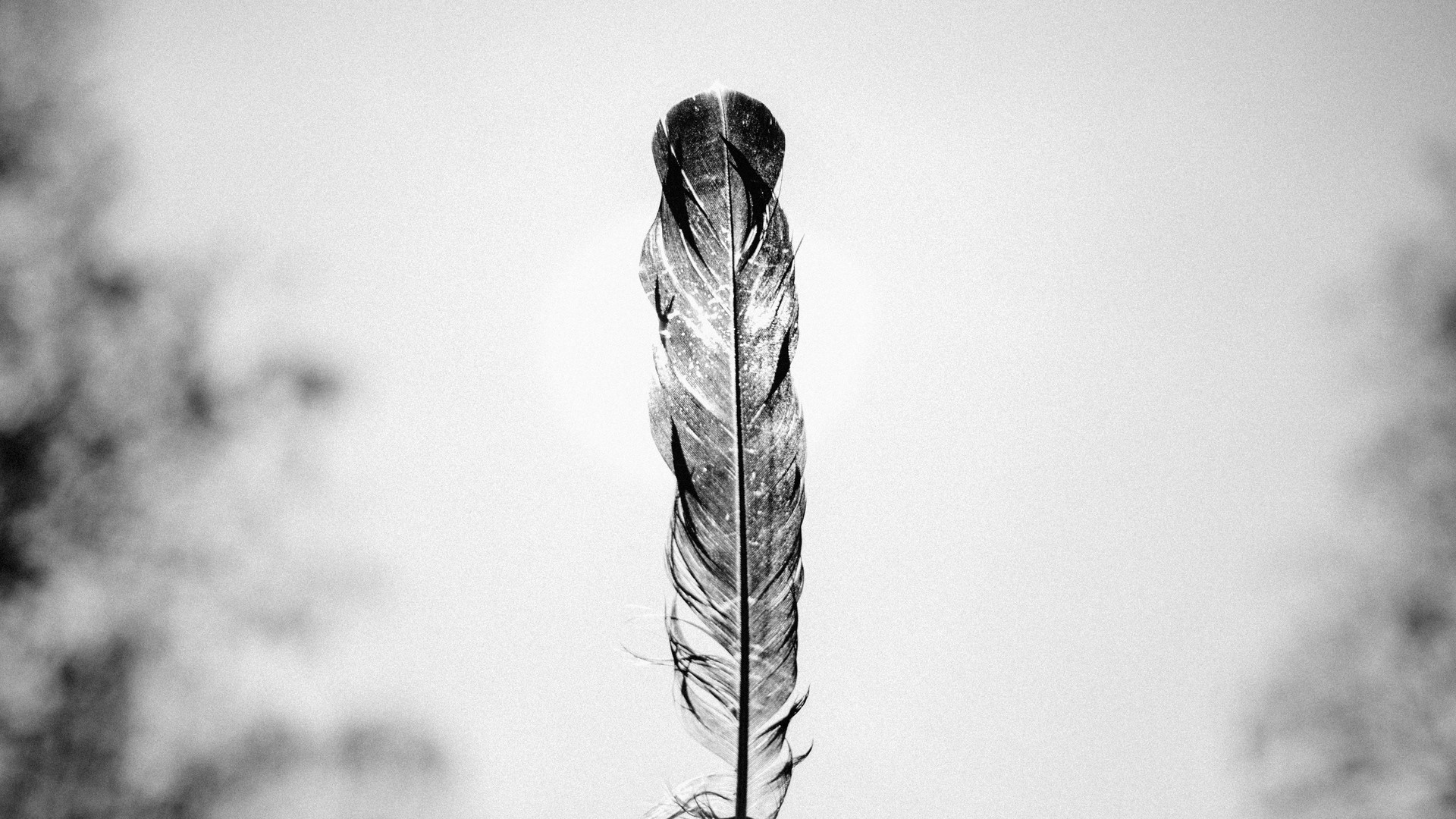 Monochrome feather against a bright sky HD Wallpaper