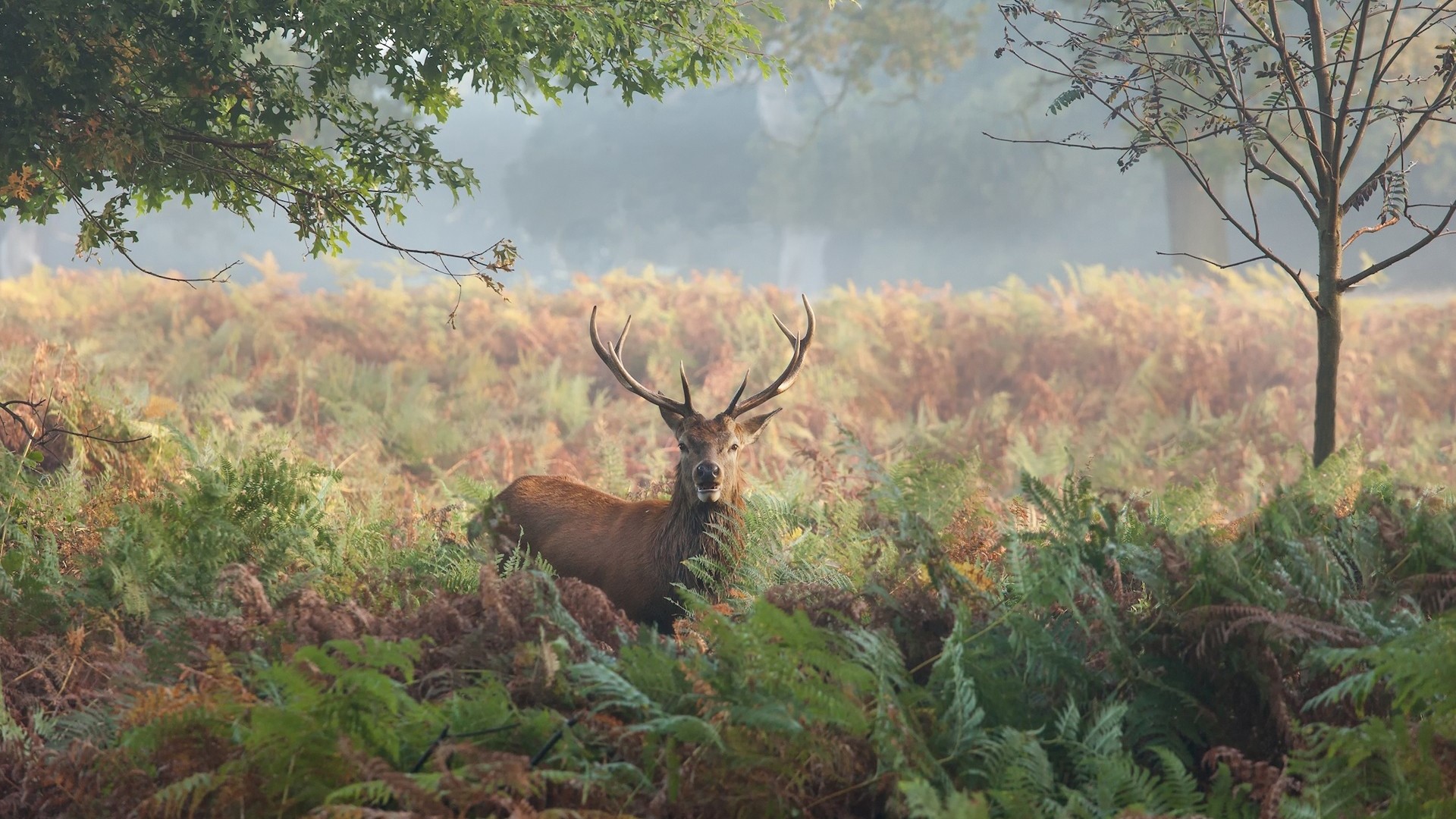 A stag with large antlers stands in a misty forest clearing HD Wallpaper