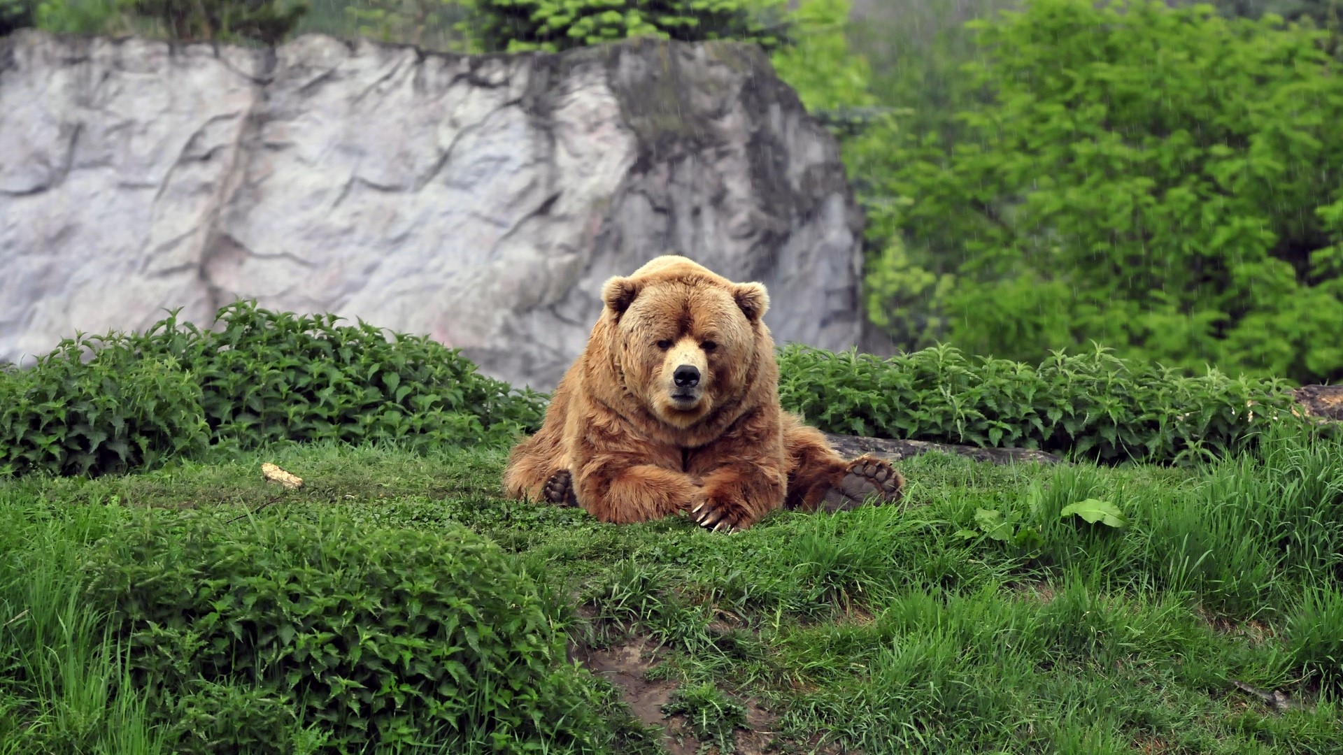 A brown bear rests on a grassy hill HD Wallpaper