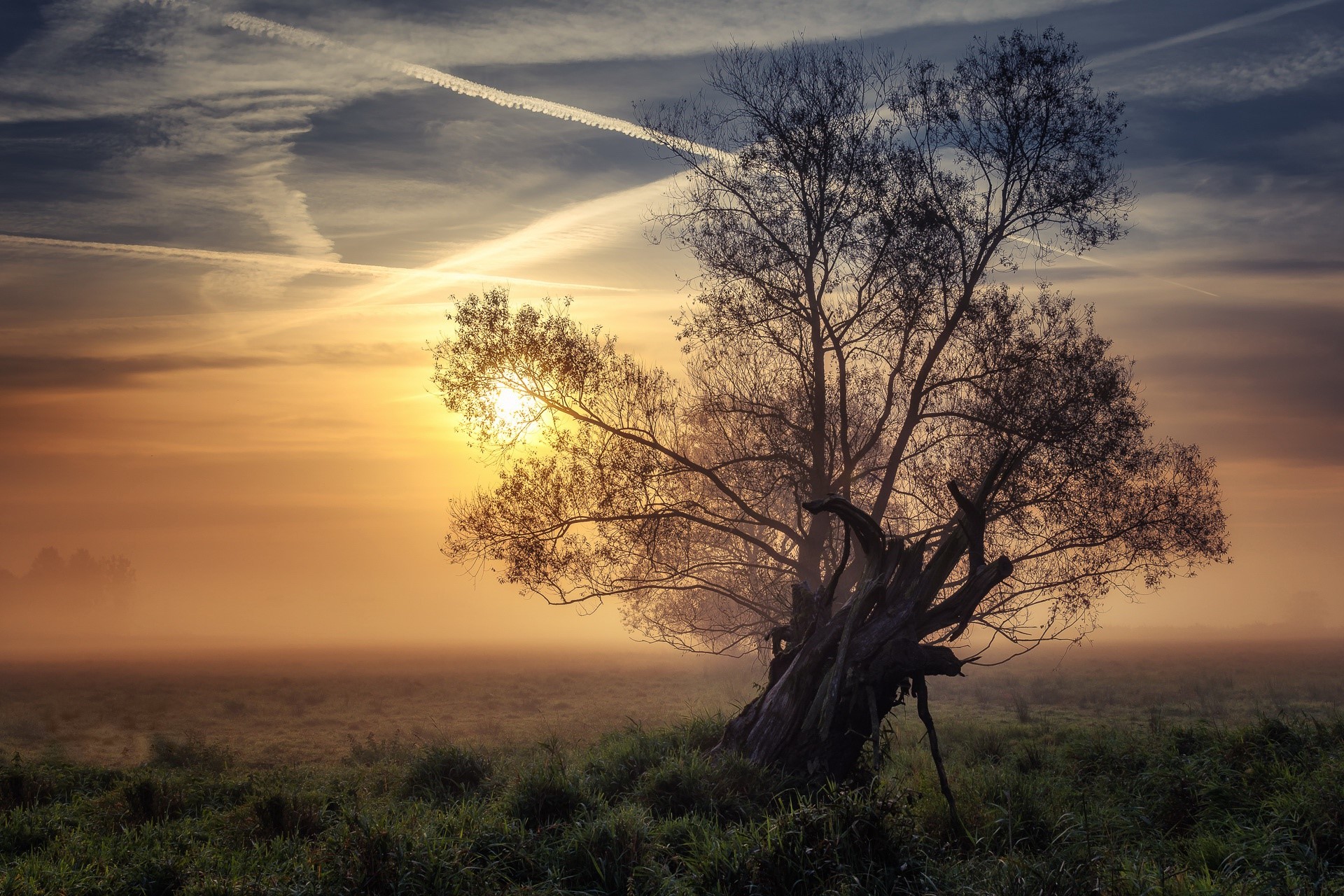 Tree in misty field at sunrise with chemtrails HD Wallpaper