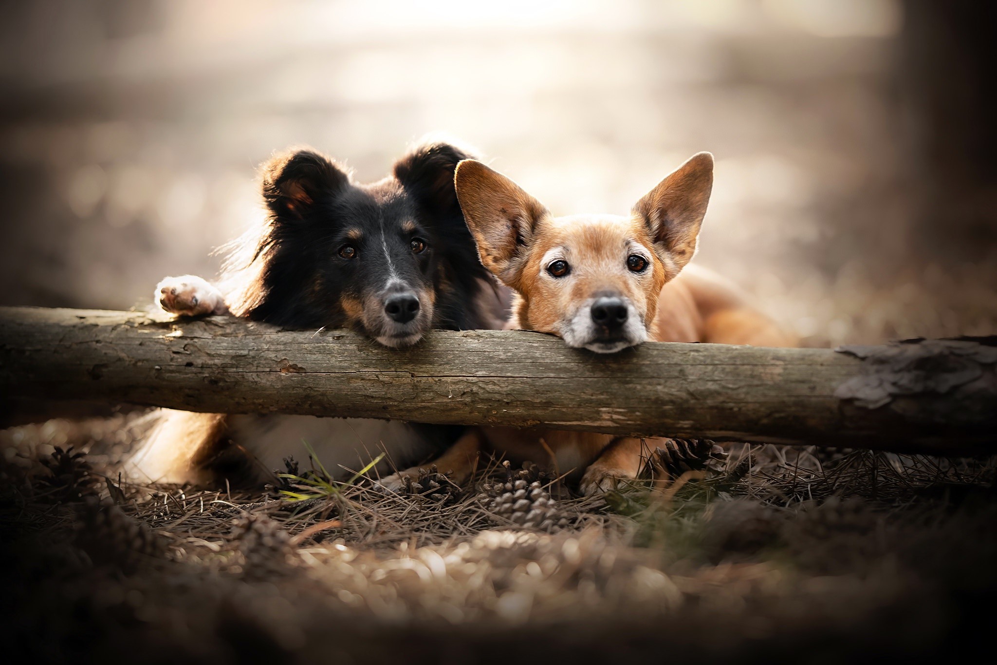 Two dogs resting on a log outdoors HD Wallpaper