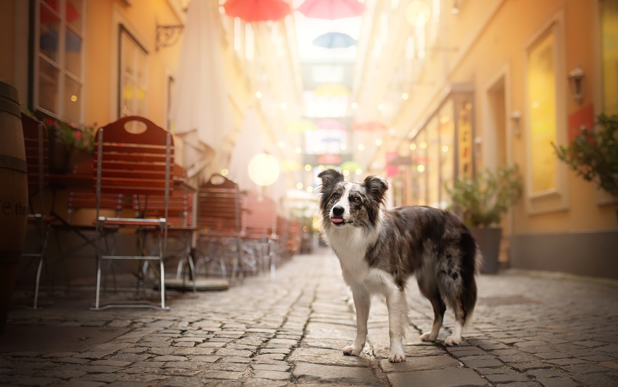 Australian Shepherd dog in a European street cafe HD Wallpaper