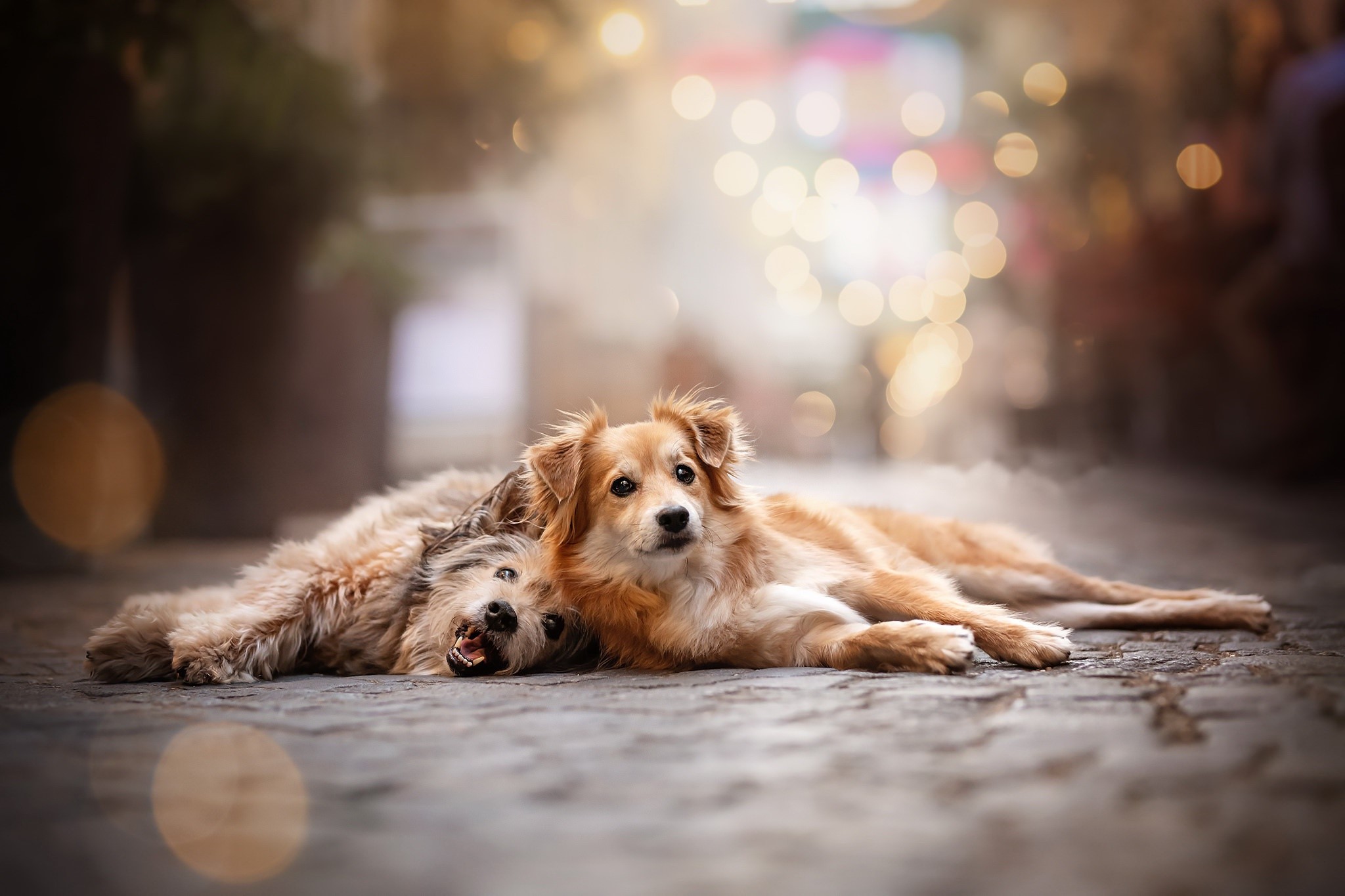 Two dogs lying on cobblestone street with bokeh lights HD Wallpaper