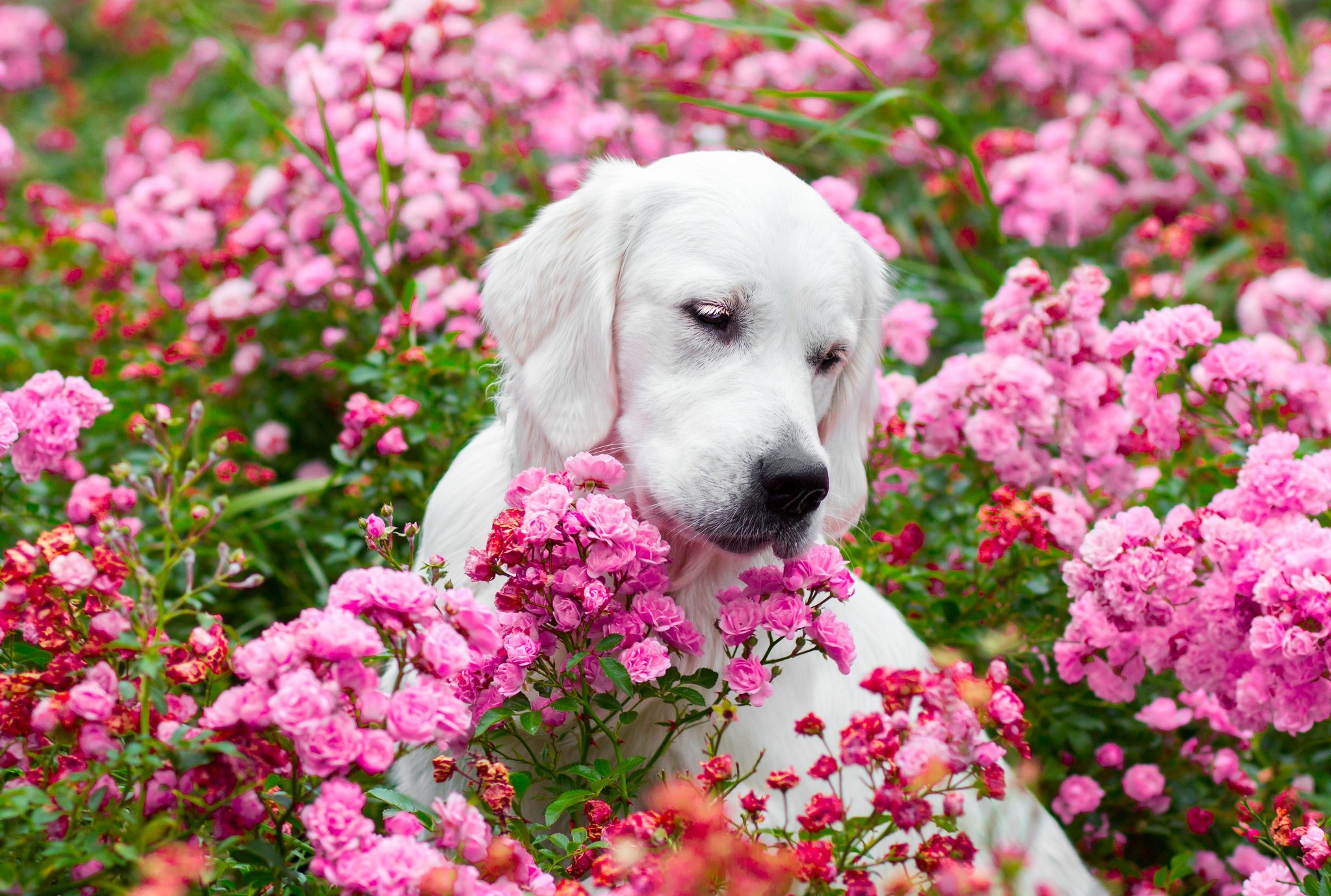 White dog sitting in pink flowers HD Wallpaper