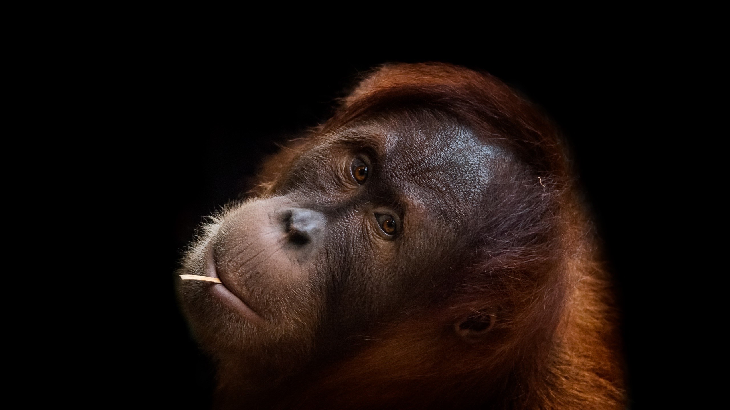 Close-up portrait of an orangutan with a stick in its mouth HD Wallpaper