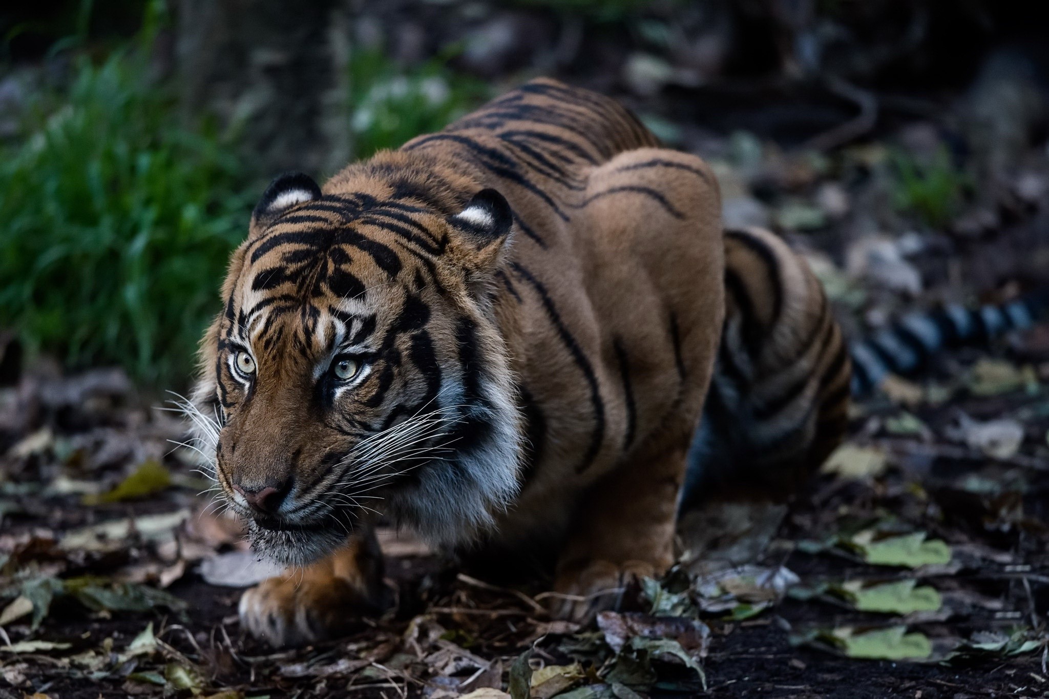 Tiger crouching in a forest HD Wallpaper