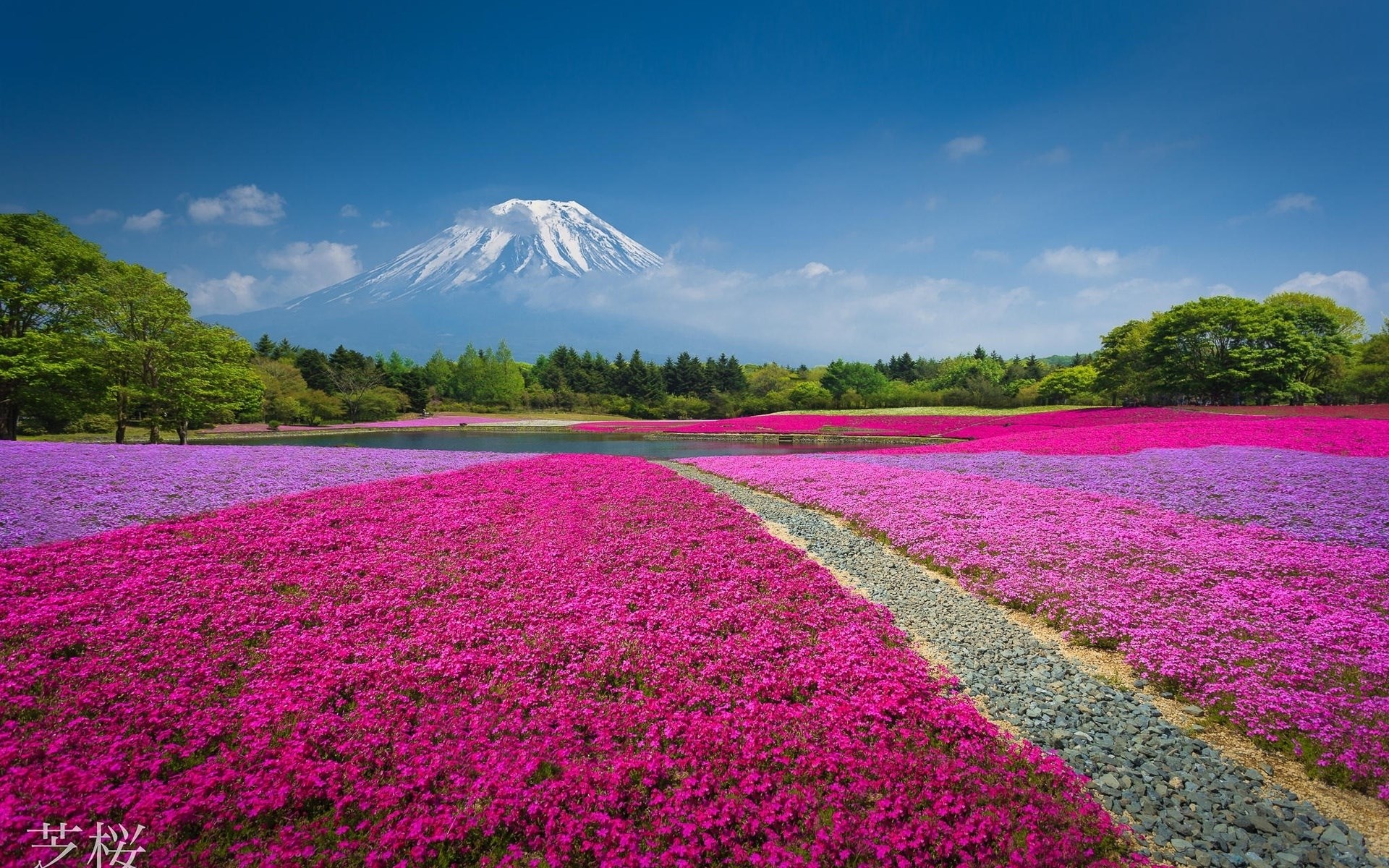 Mount Fuji and Shibazakura flowers in Japan HD Wallpaper