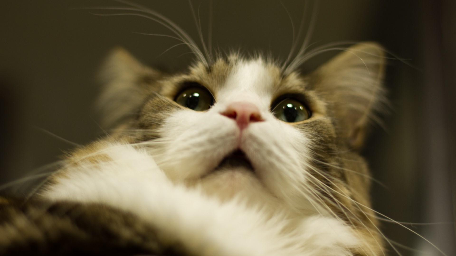 Close-up of a fluffy cat's face looking up HD Wallpaper