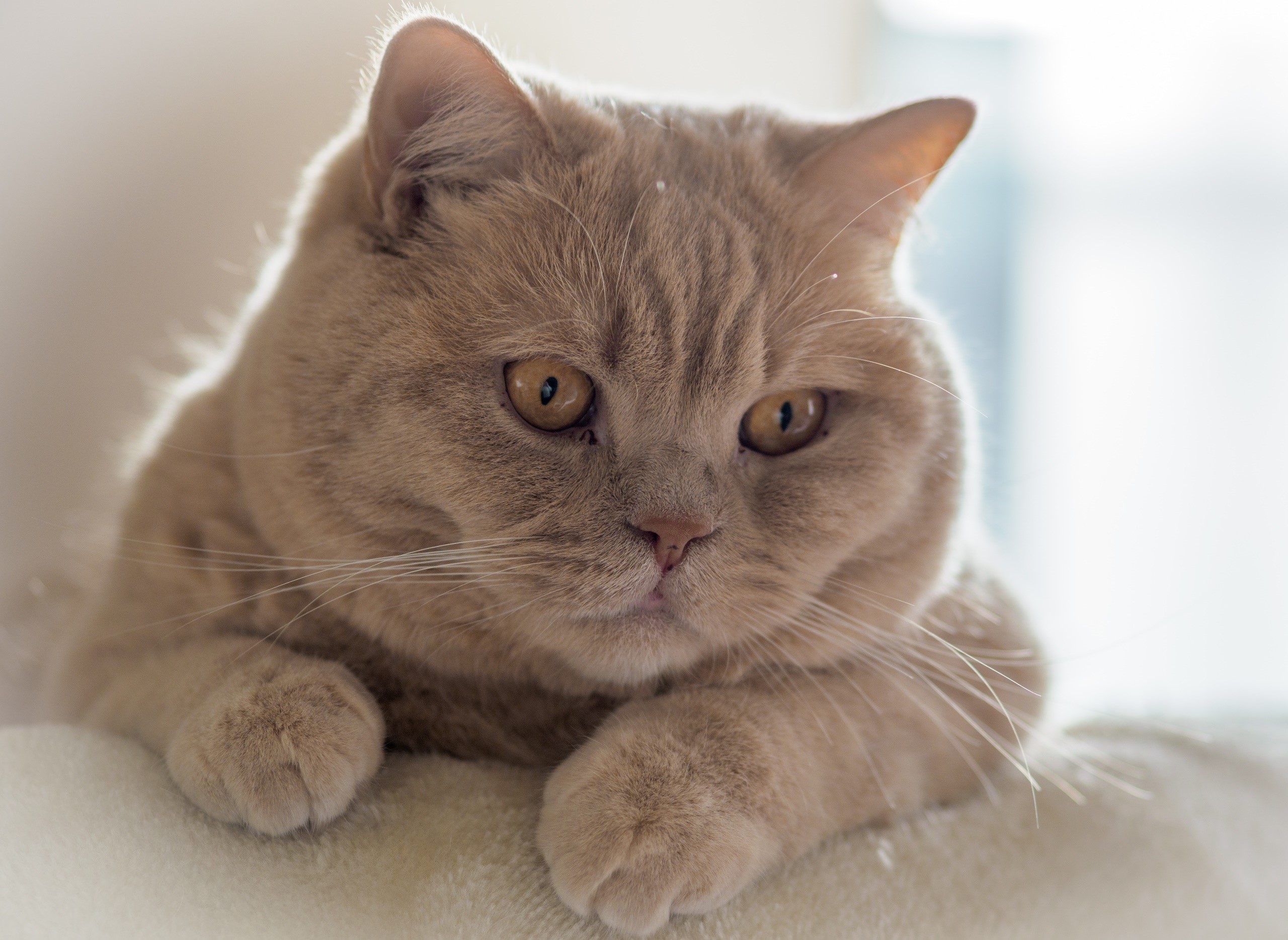 A light brown cat with yellow eyes HD Wallpaper