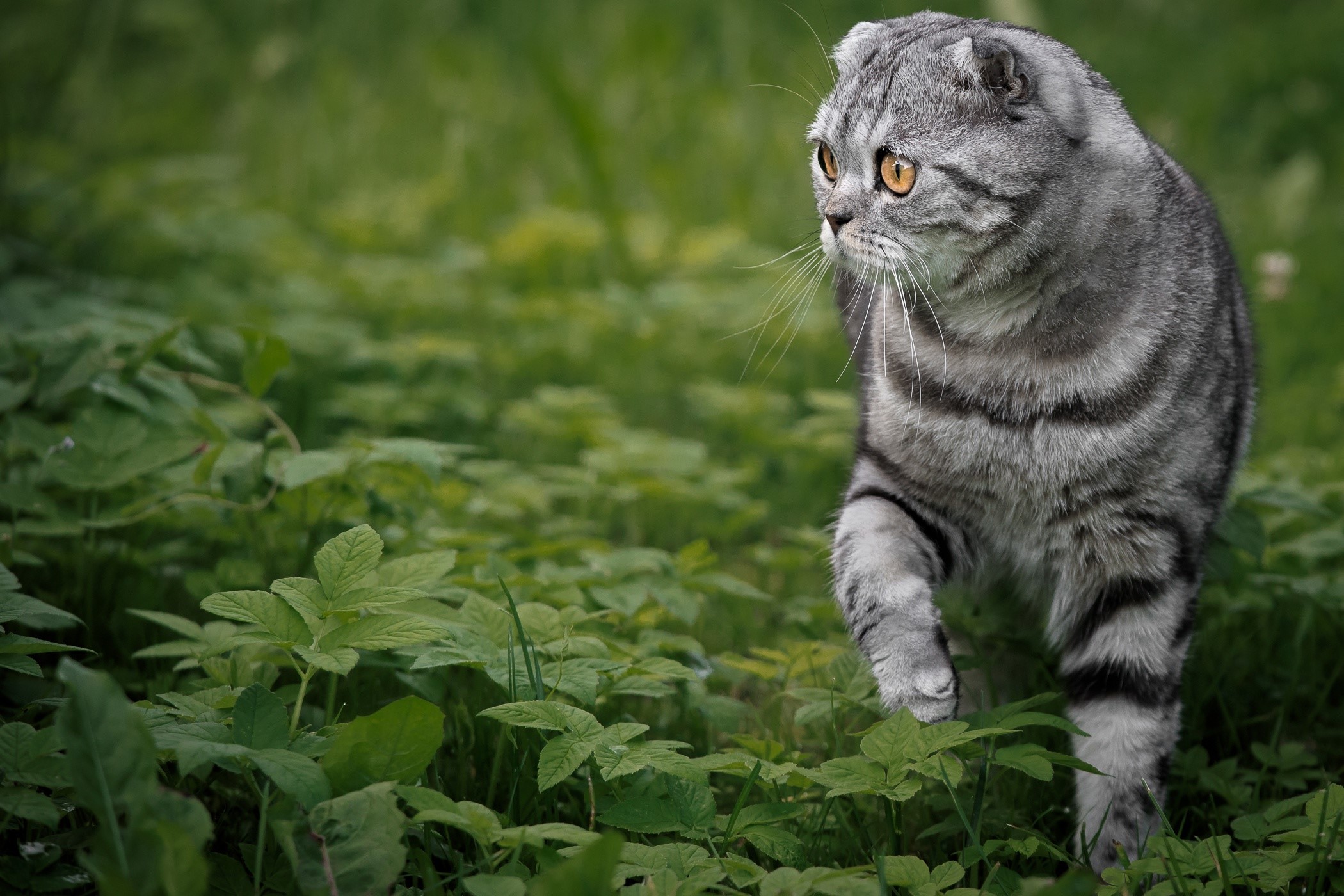 Scottish Fold cat walking in green grass HD Wallpaper