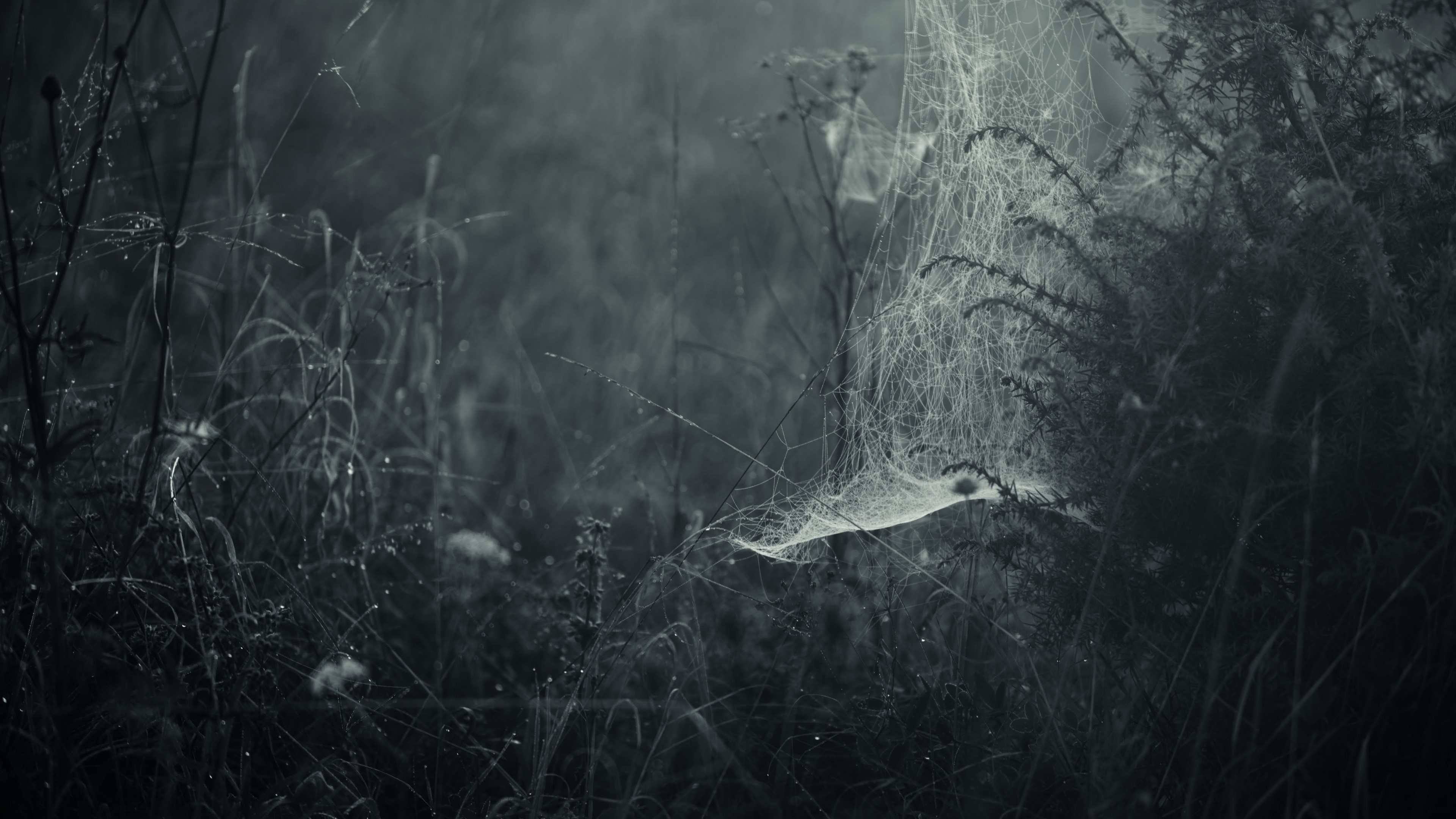 Spider webs in misty dark nature plants HD Wallpaper