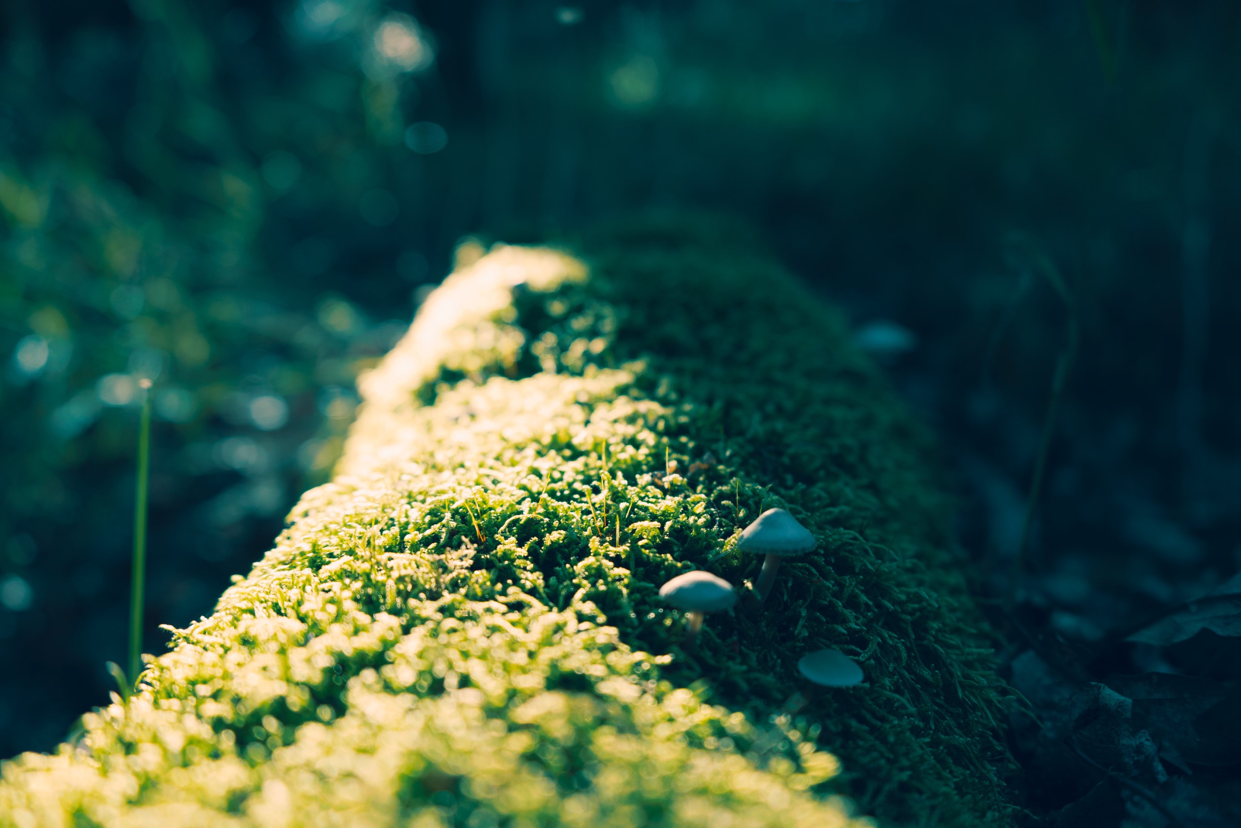 Mossy log with mushrooms in sunlight HD Wallpaper