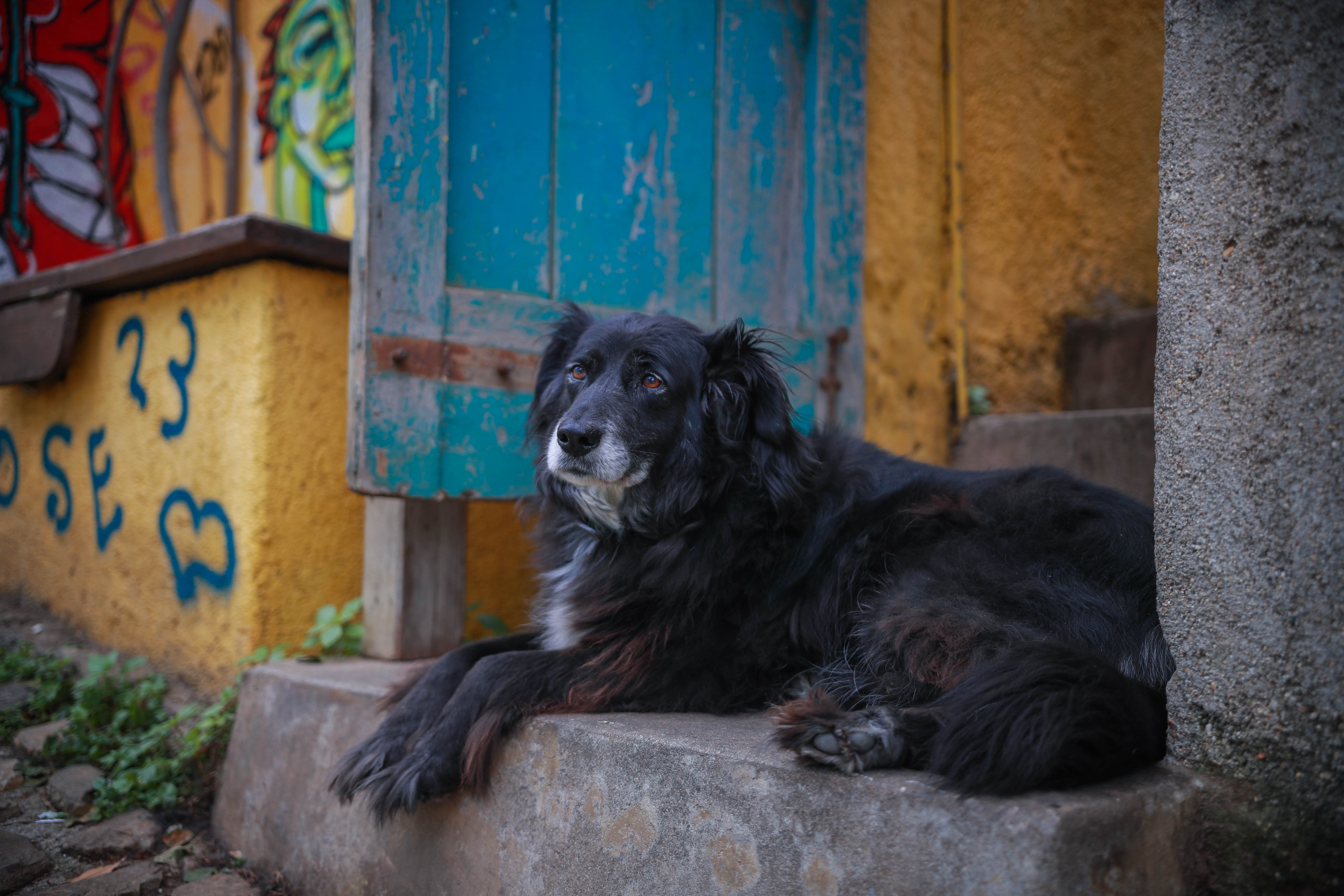 Black dog resting on steps near graffiti HD Wallpaper