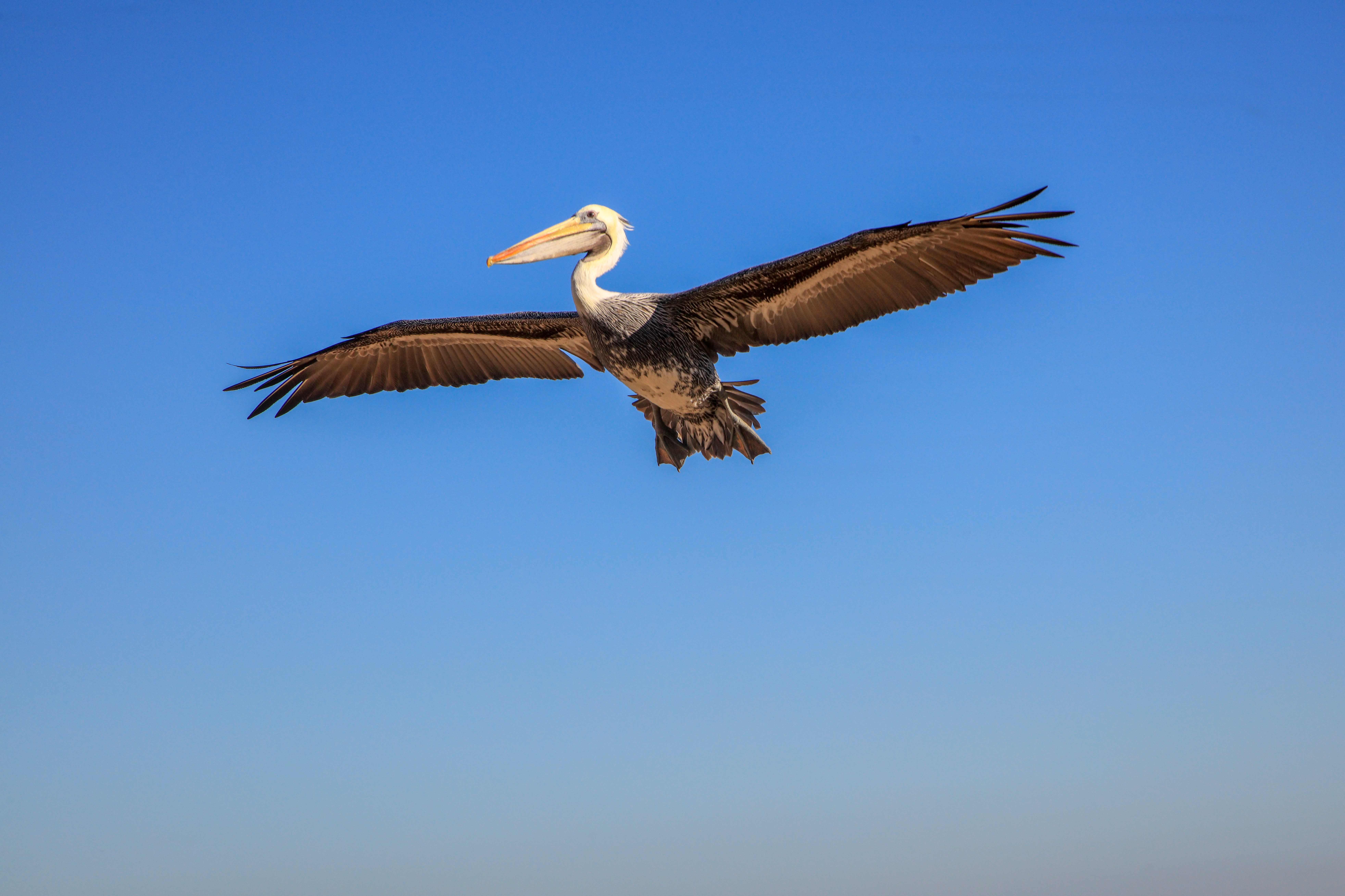 Brown Pelican in flight against a blue sky HD Wallpaper