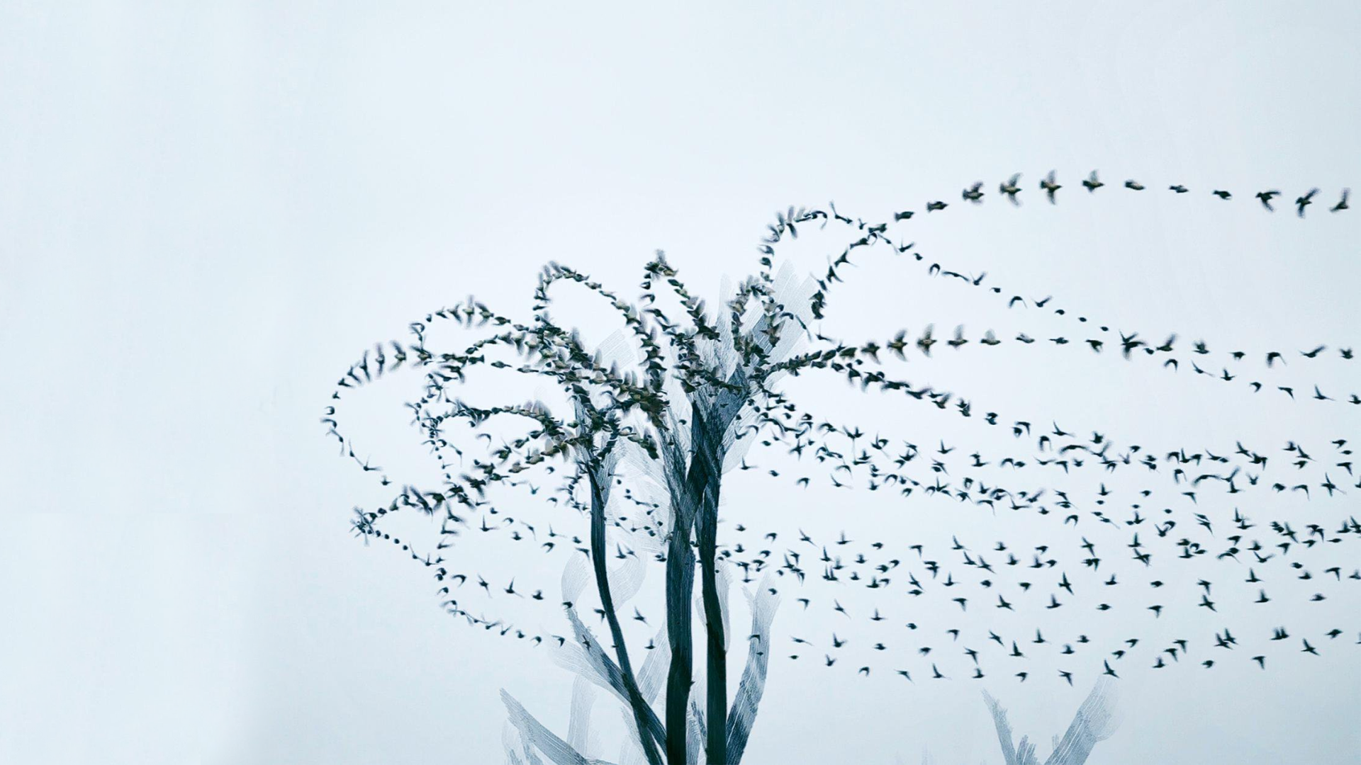 A flock of birds in motion blur around a tree HD Wallpaper