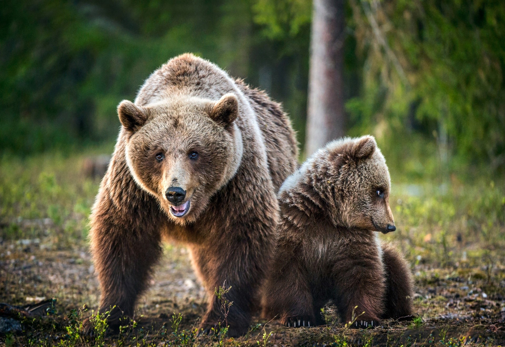 Mother and cub brown bears in a forest HD Wallpaper