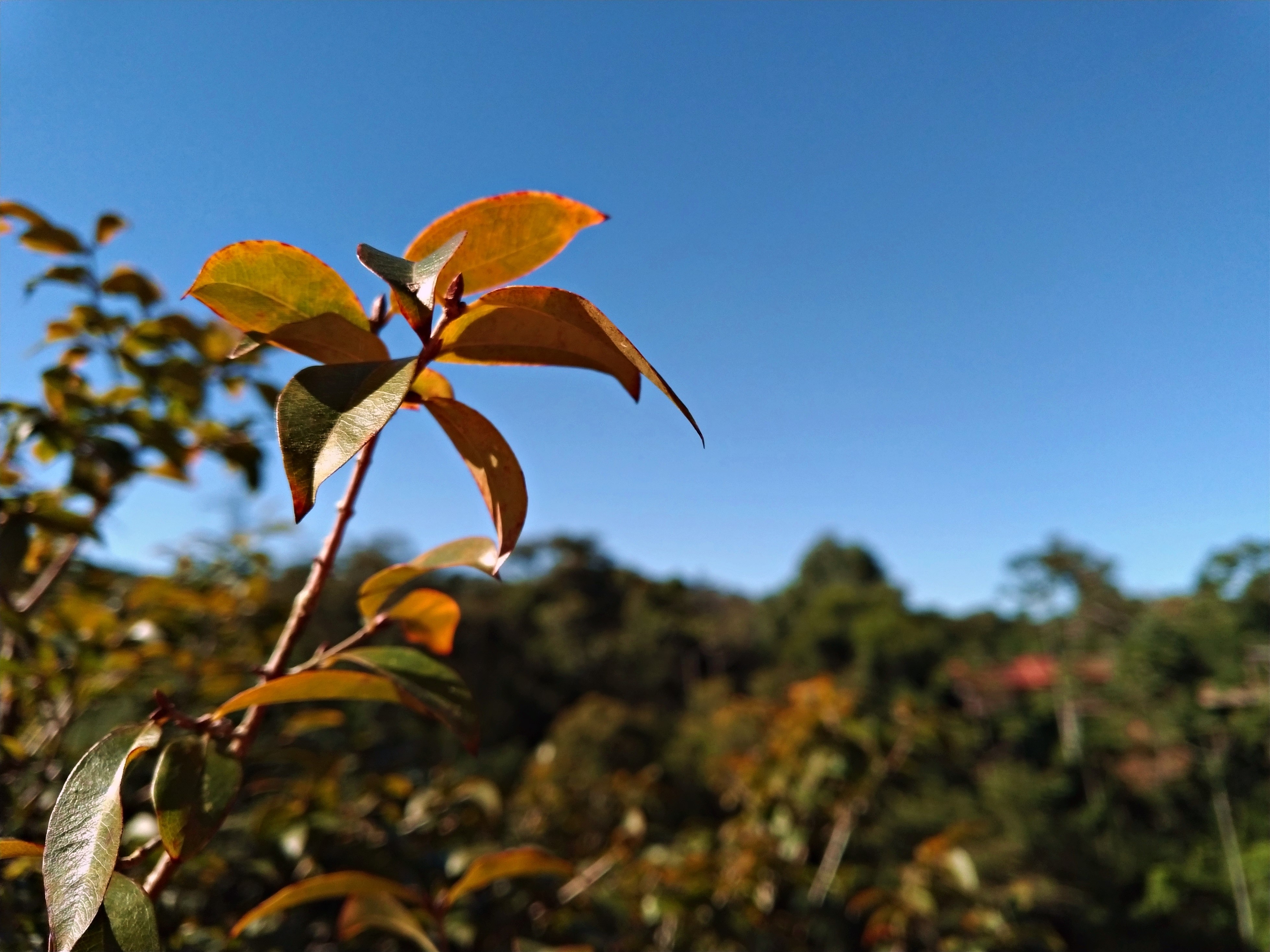 Leaves against blue sky and forest HD Wallpaper