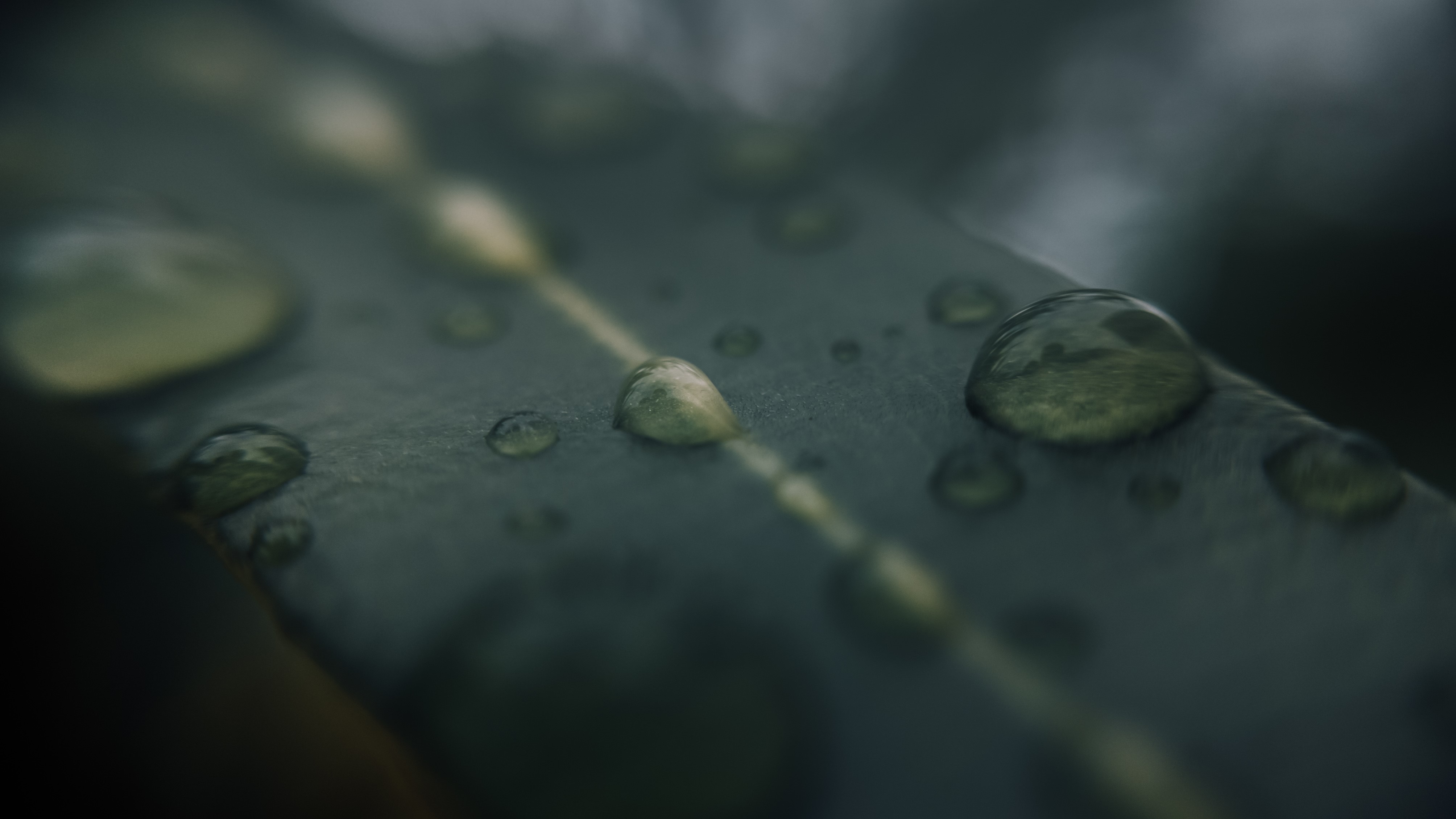 Macro shot of water drops on a leaf HD Wallpaper