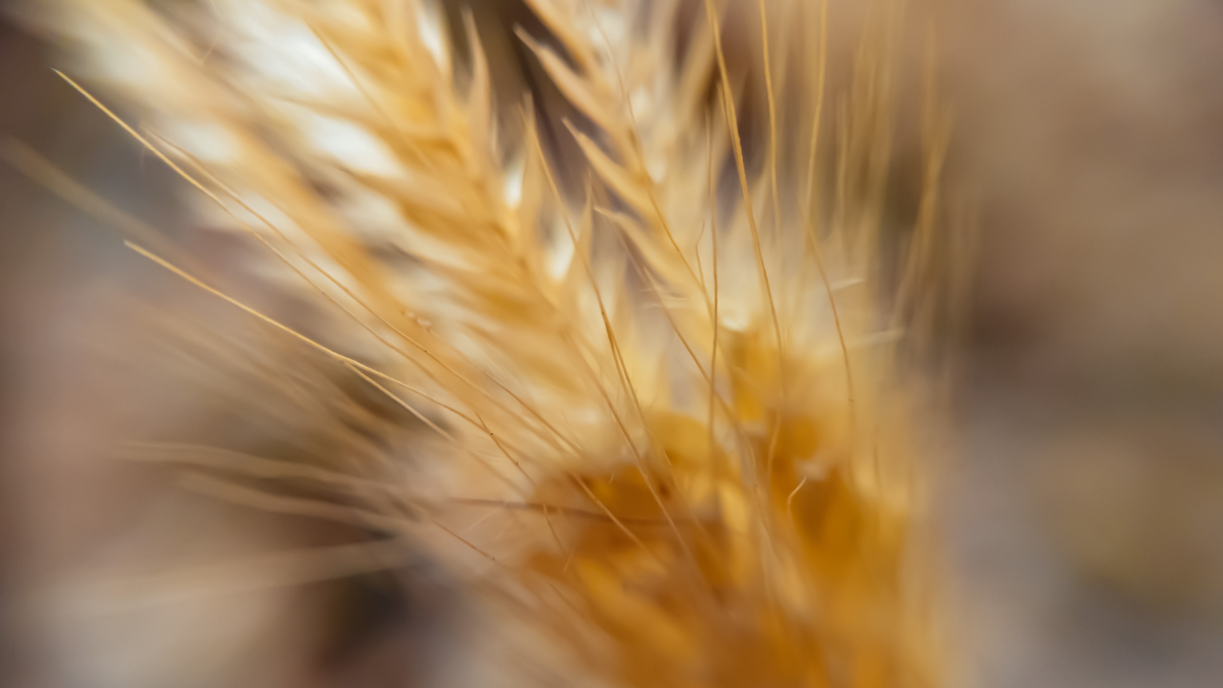 Macro shot of wheat with water drops HD Wallpaper
