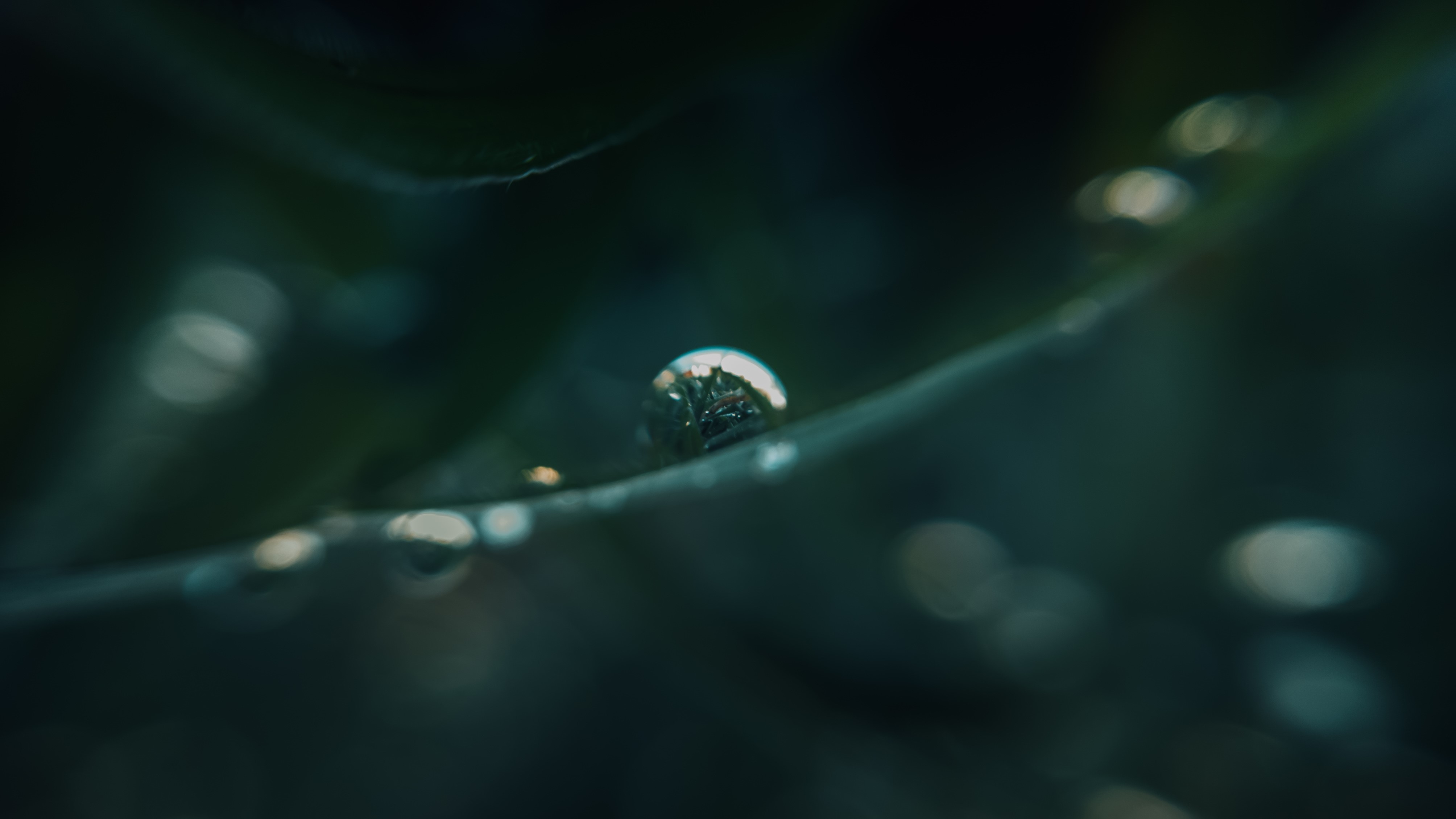 Macro shot of water drops on a leaf HD Wallpaper