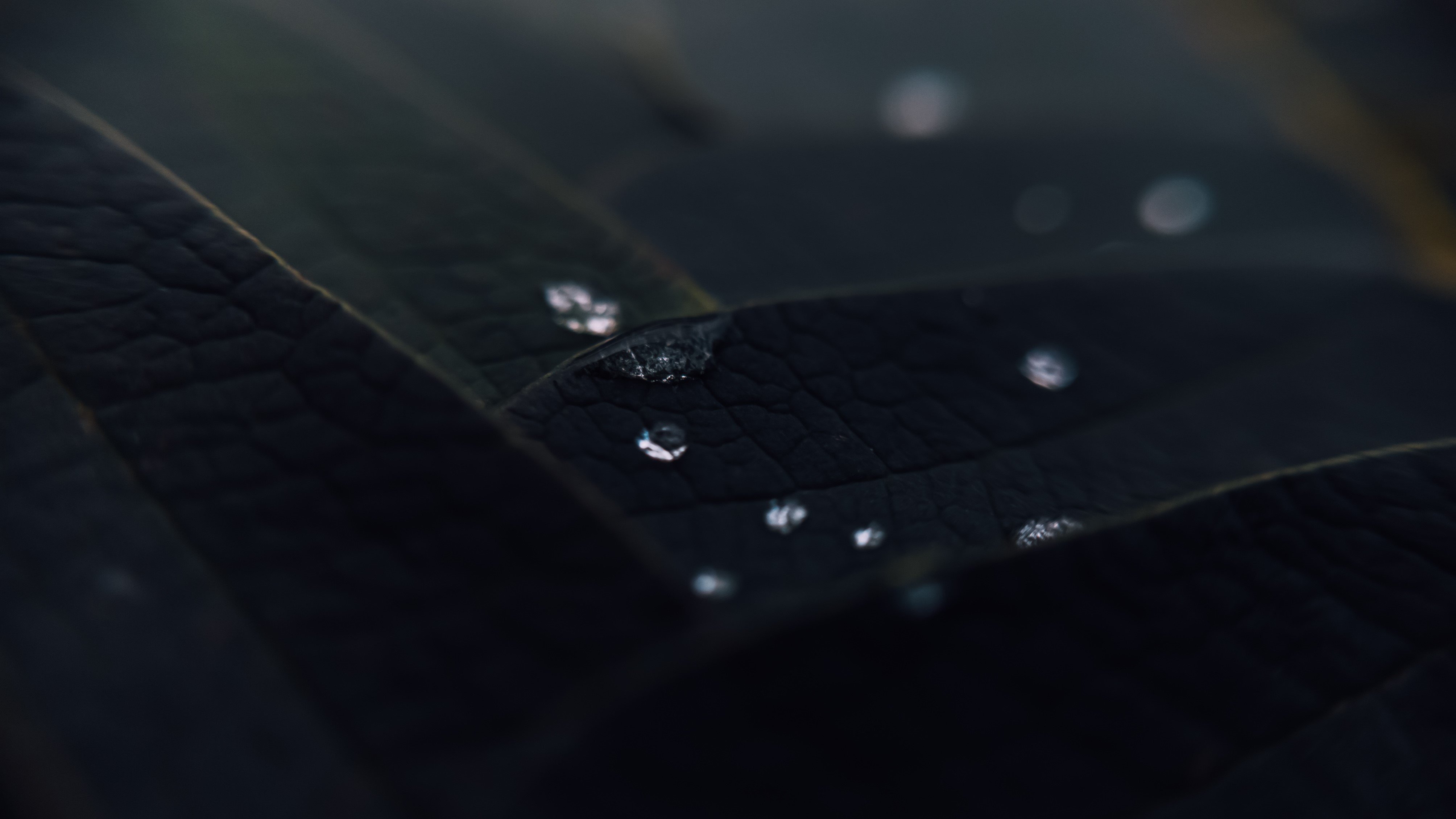 Macro shot of dark leaves with water drops HD Wallpaper