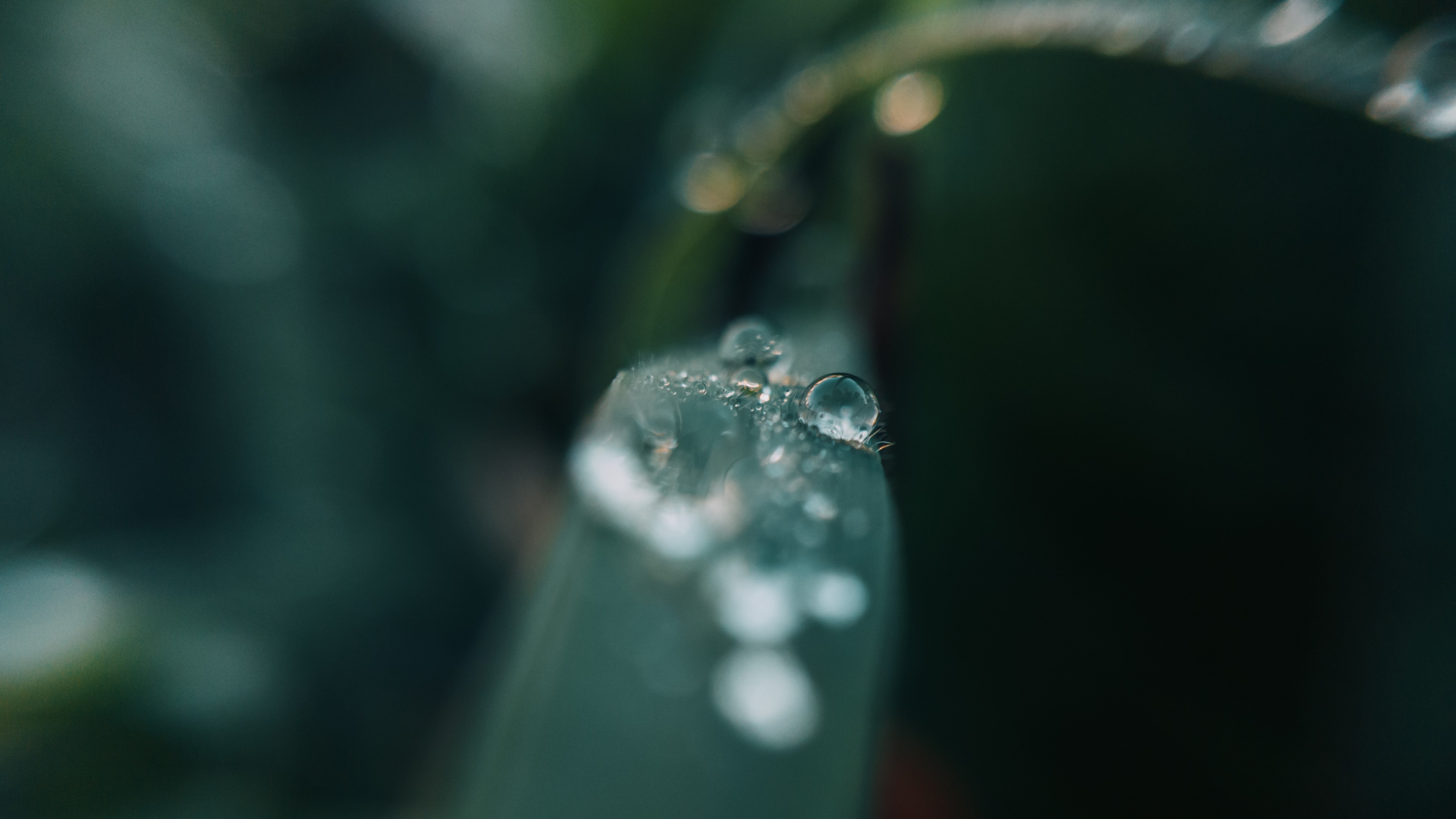 Macro shot of water drops on a blade of grass HD Wallpaper