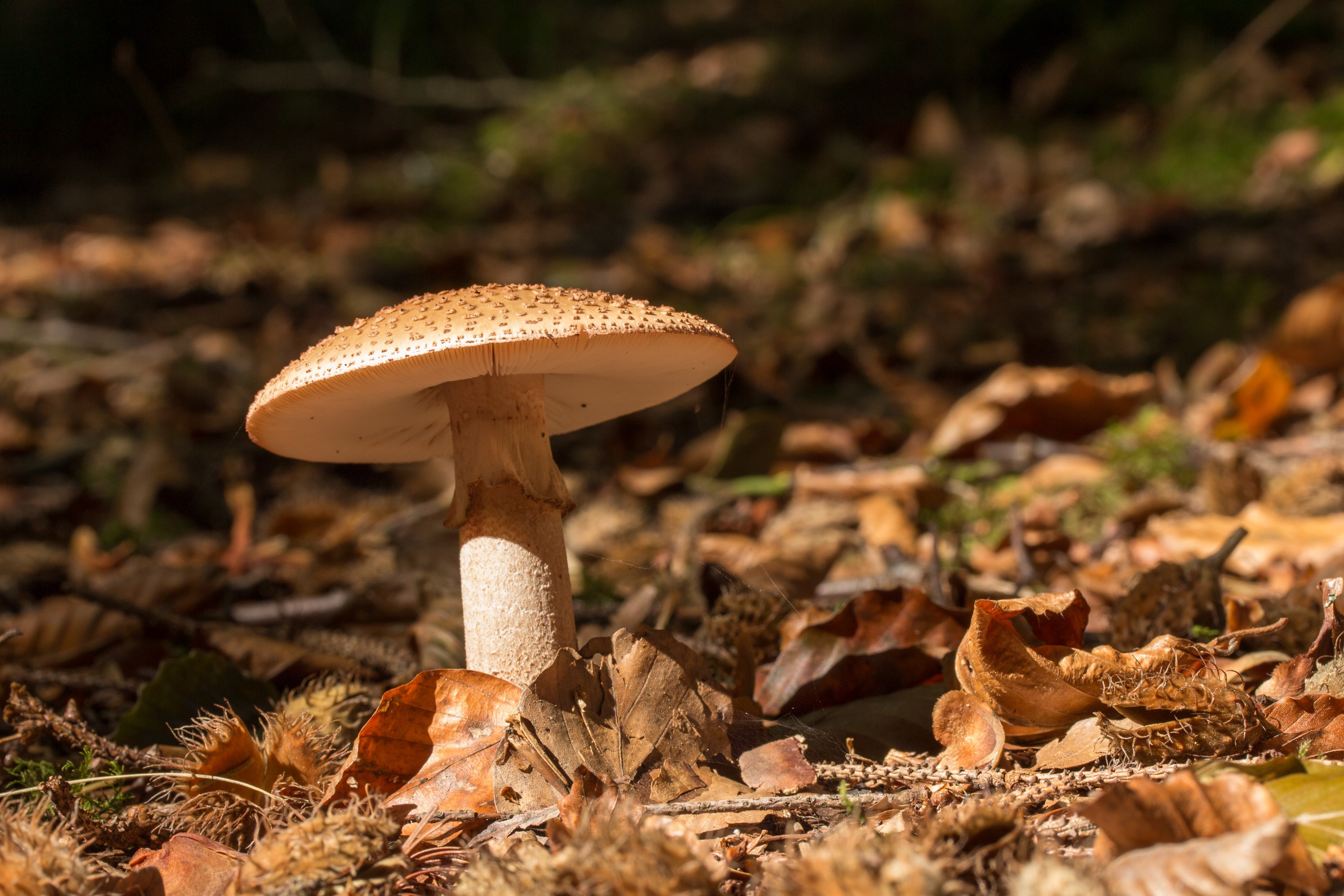 Mushroom in a forest with fallen leaves HD Wallpaper
